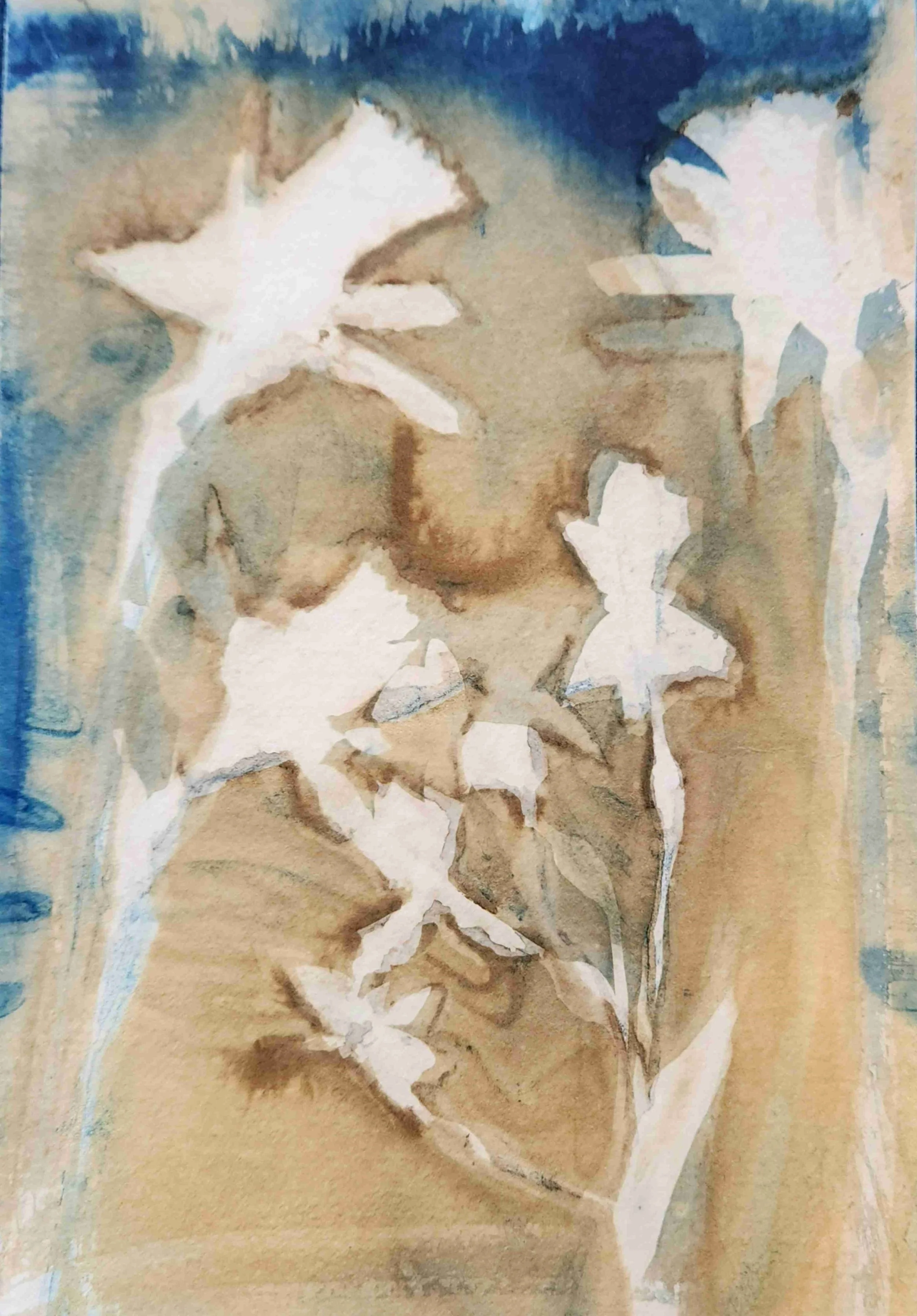 cyanotype no.8 v2.jpg