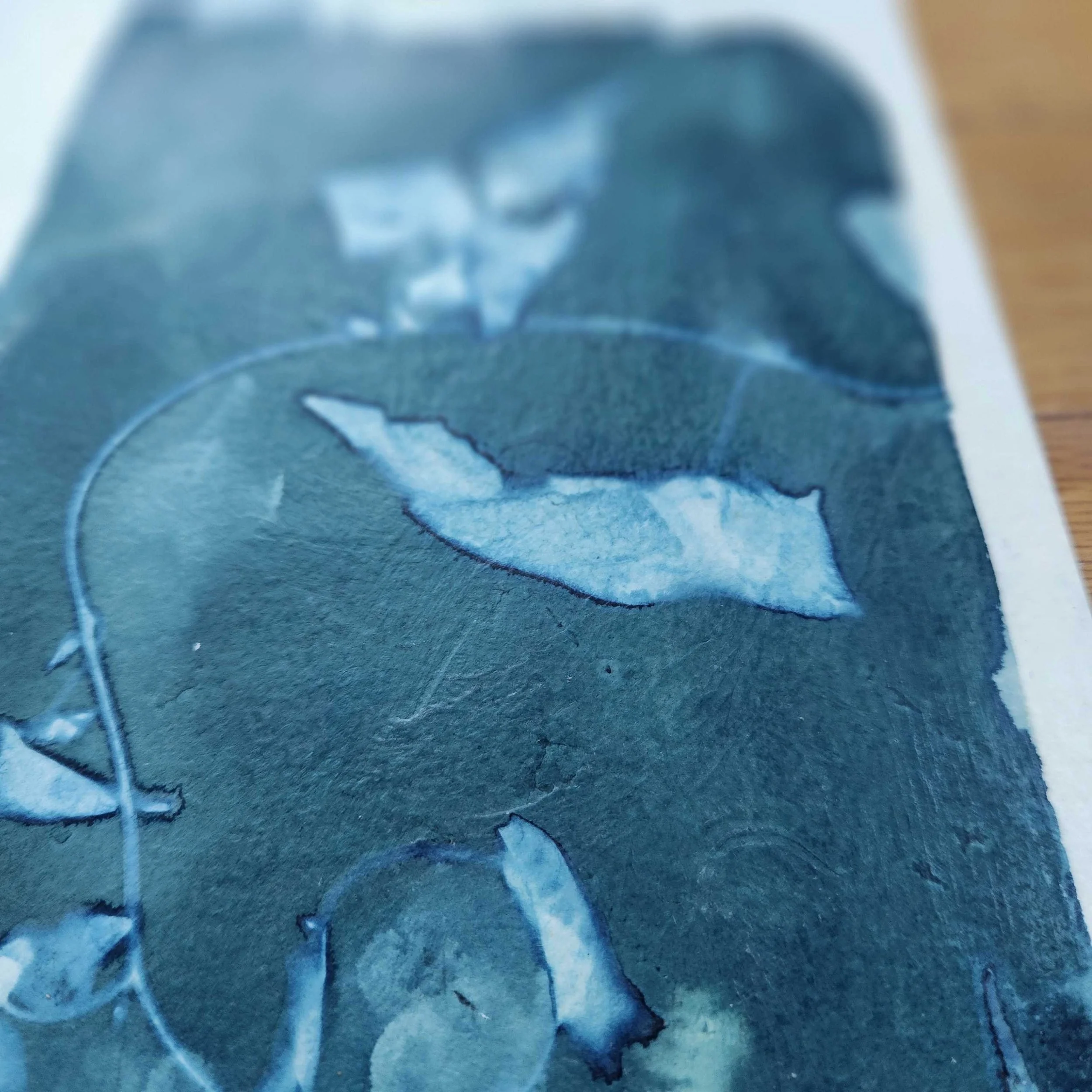 bindweed closeup.jpeg