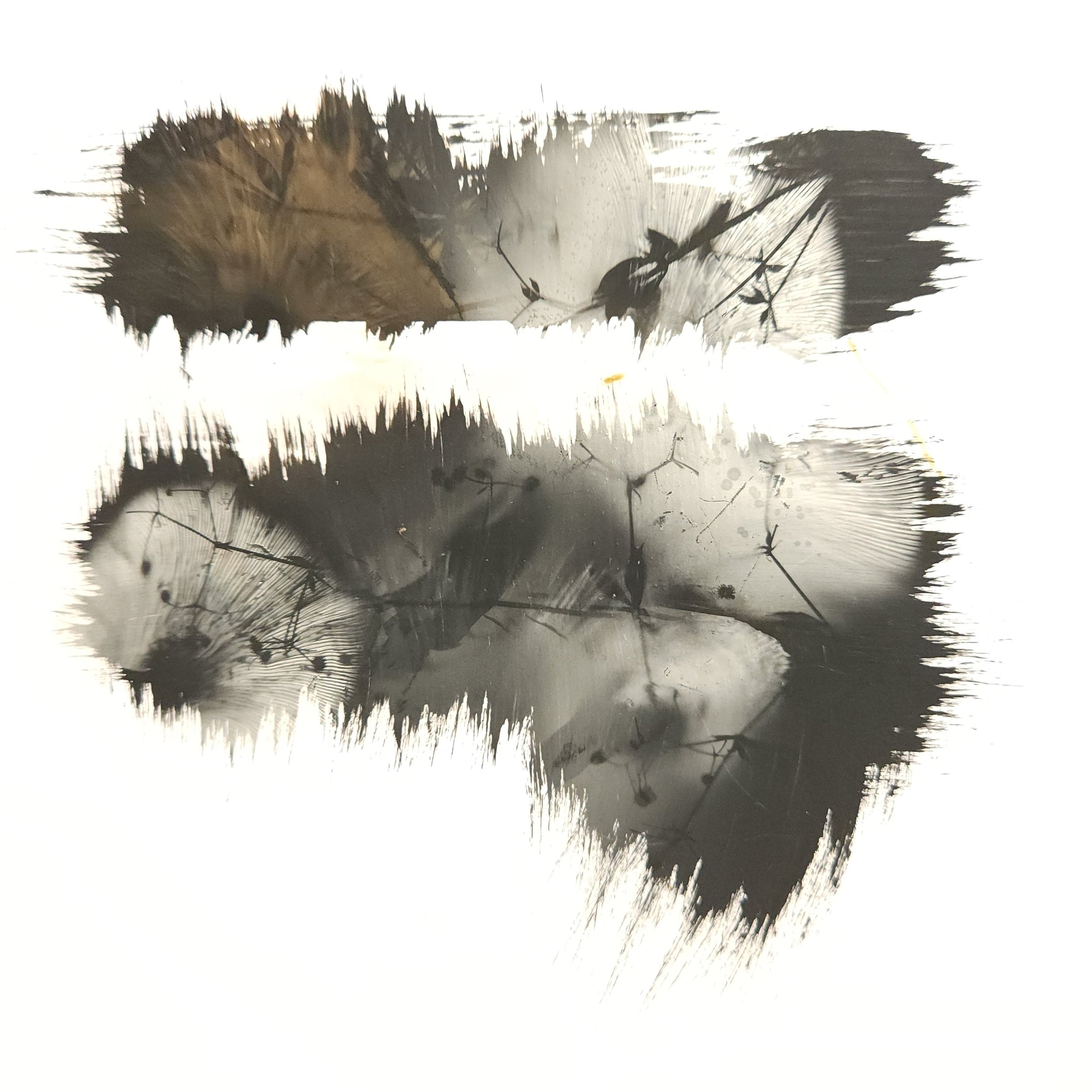 Evers_spore print_9x9inches_fall24.1.jpg