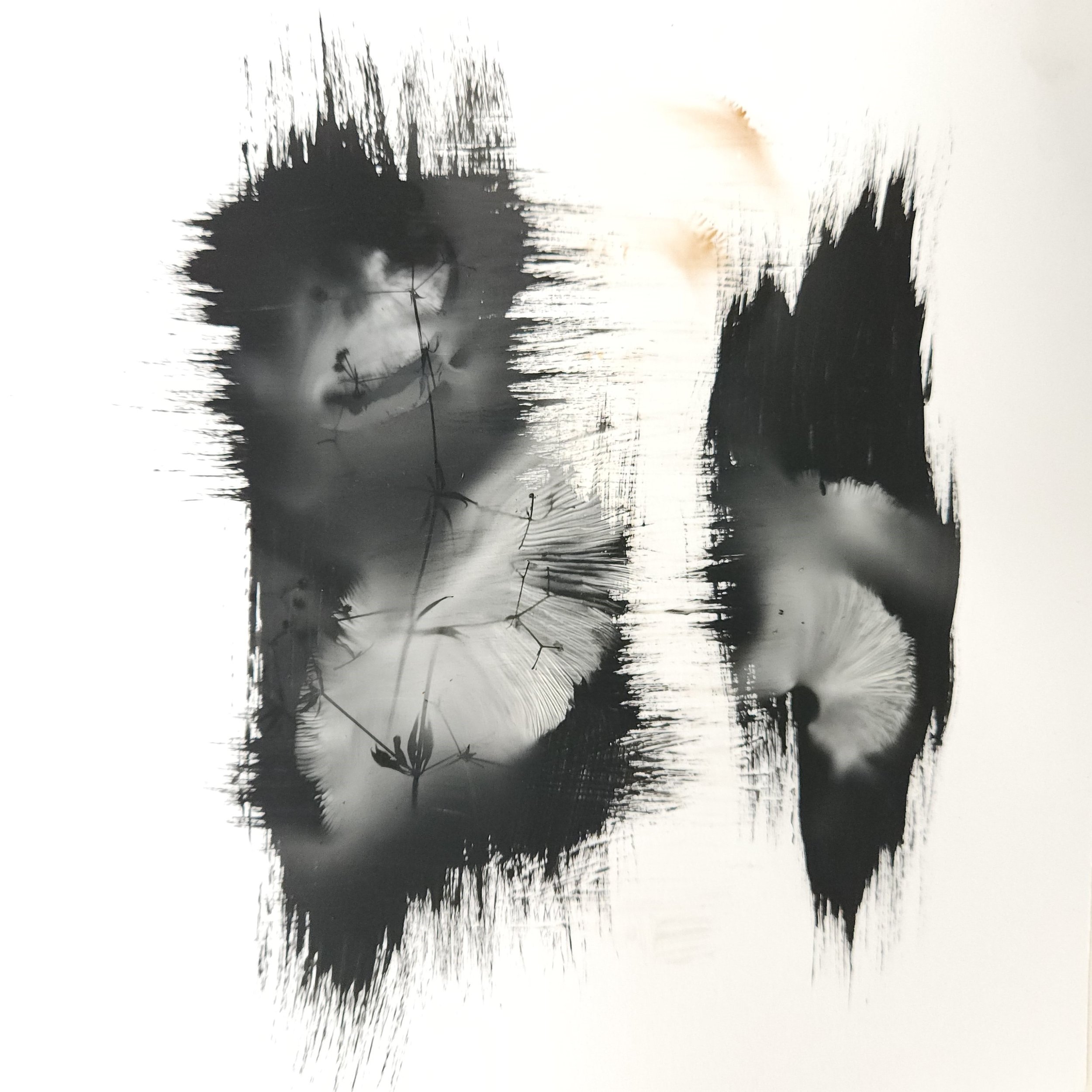 Evers_spore print_9x9inches_fall24.7.jpg
