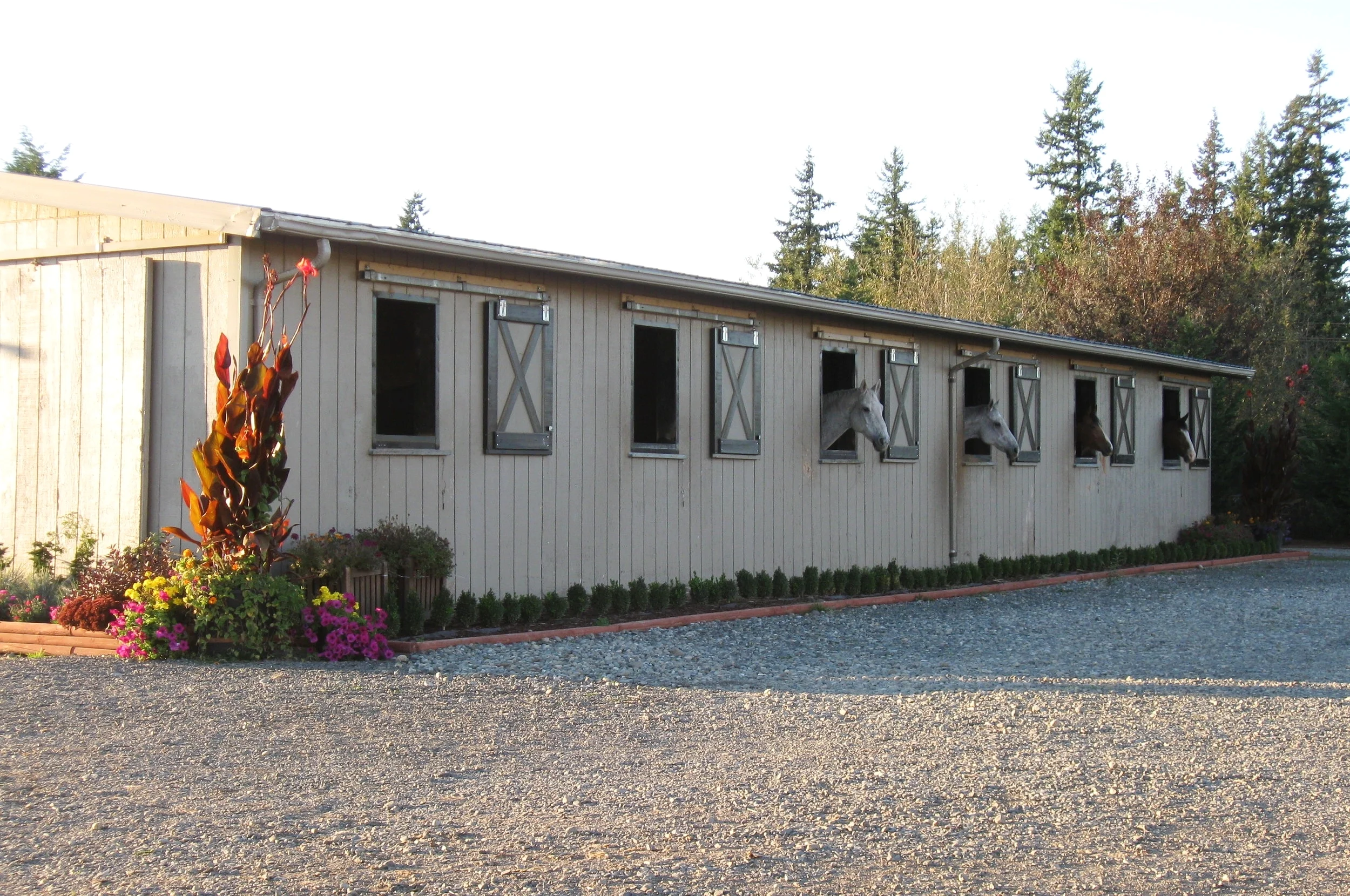 Stalls with Windows Our happy residents watch the happenings on the farm