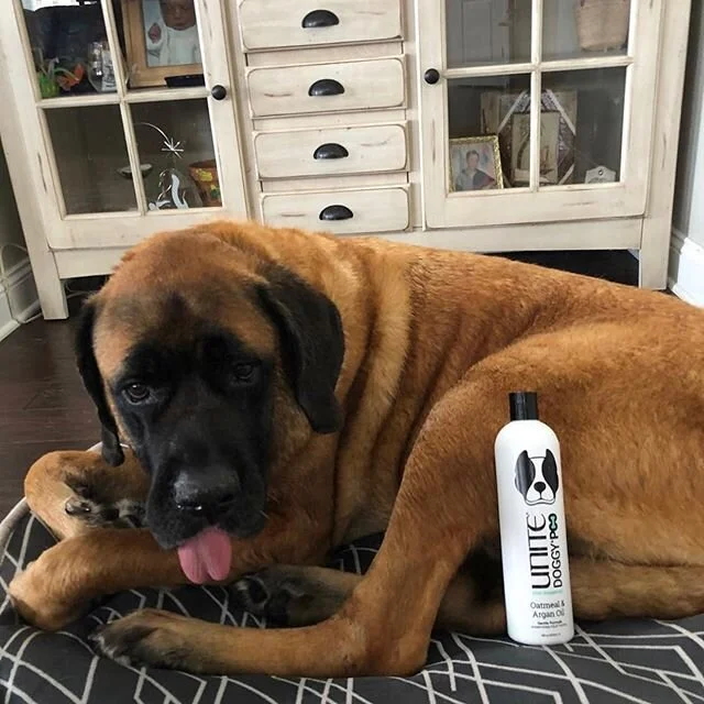 Mondays are always better with dogs! And dogs always smell better with @unite_hair doggy poo! @wanda_seagrasssalon #jakethedog #dogsofinstagram #doggypoo #unitehair #dogsneedshampootoo #mondaymood #monday #wilmingtonnc #dogdays