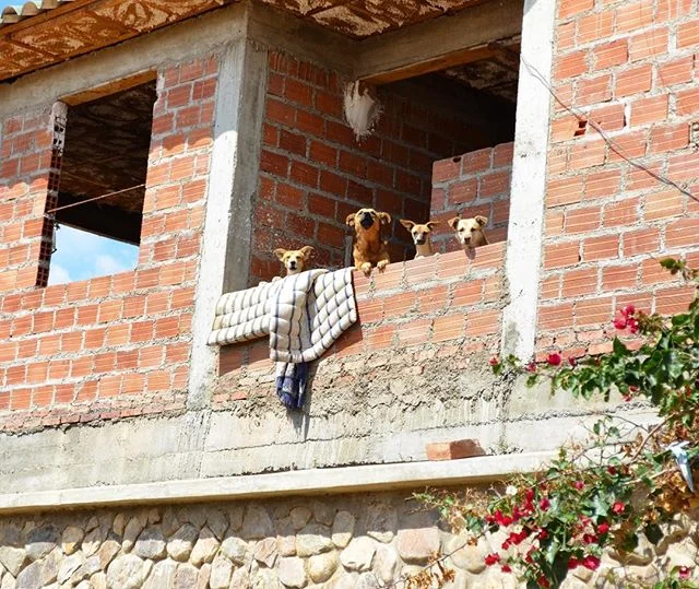 Perritos en Bolivia, 11.22 🇧🇴 #tbt
.
.
.
#fineskylarkinflight #travel #adventureanywhere #instatravel #postcardsfromtheworld #traveltheworld #igtravel #travelpics #worldlyhumans #explore #shareyourworld #bolovia #dogs #perros #southamerica