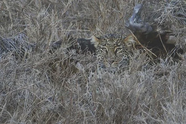 We had the rare opportunity to spot a leopard on our very first #safari drive 🐆 #suarezhineshoneymoon .
.
.
#fineskylarkinflight #travel #adventureanywhere #instatravel #postcardsfromtheworld #traveltheworld #igtravel #travelpics #worldlyhumans #exp