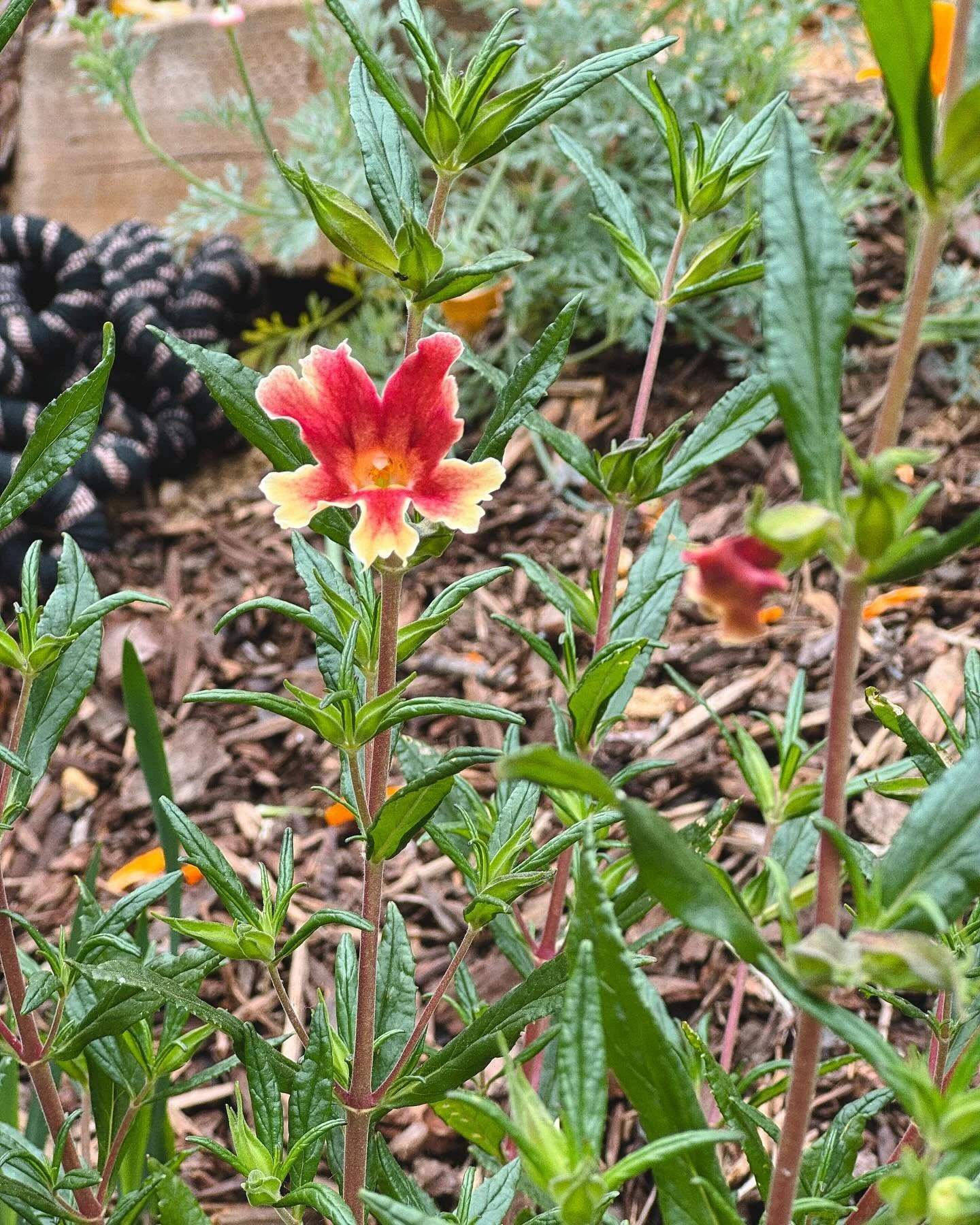 New blooms around my hillside garden!

1. Diplacus 'Changeling' (Monkeyflower) 
2. Nemophila maculata (Five Spot)
3. Sidalcea malviflora (Checker Mallow)
4. Clarkia unguiculata (Elegant Clarkia)
5. Eschscholzia californica var. maritima (Coastal Cali