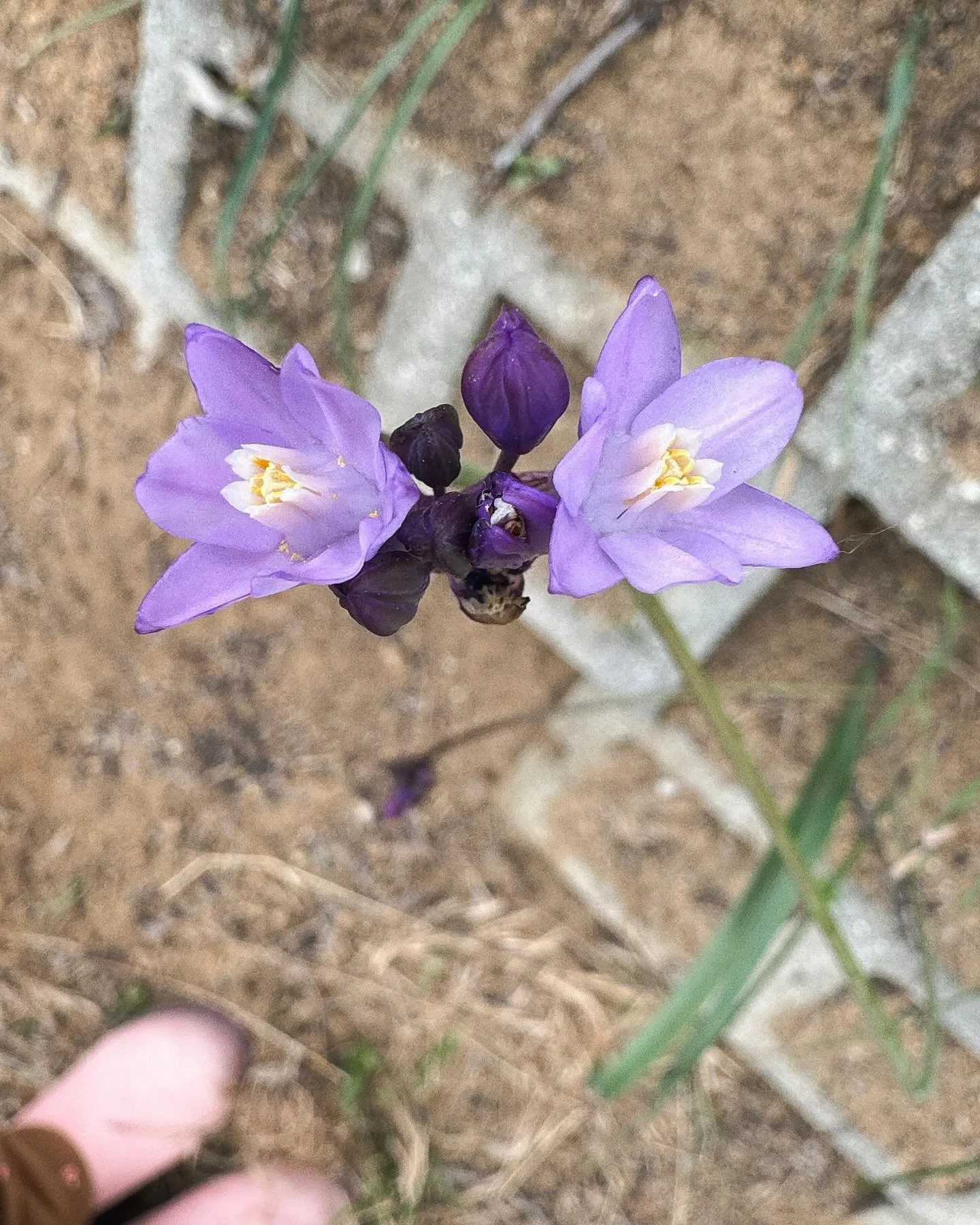 My husband recently told me &ldquo;Planting a garden means believing in the future&rdquo; referring to all the work I&rsquo;m putting in now. I thought that was such a beautiful observation.💚🌎🌱
Happy Earth Day
.
.
.
#californianativeplants #habita