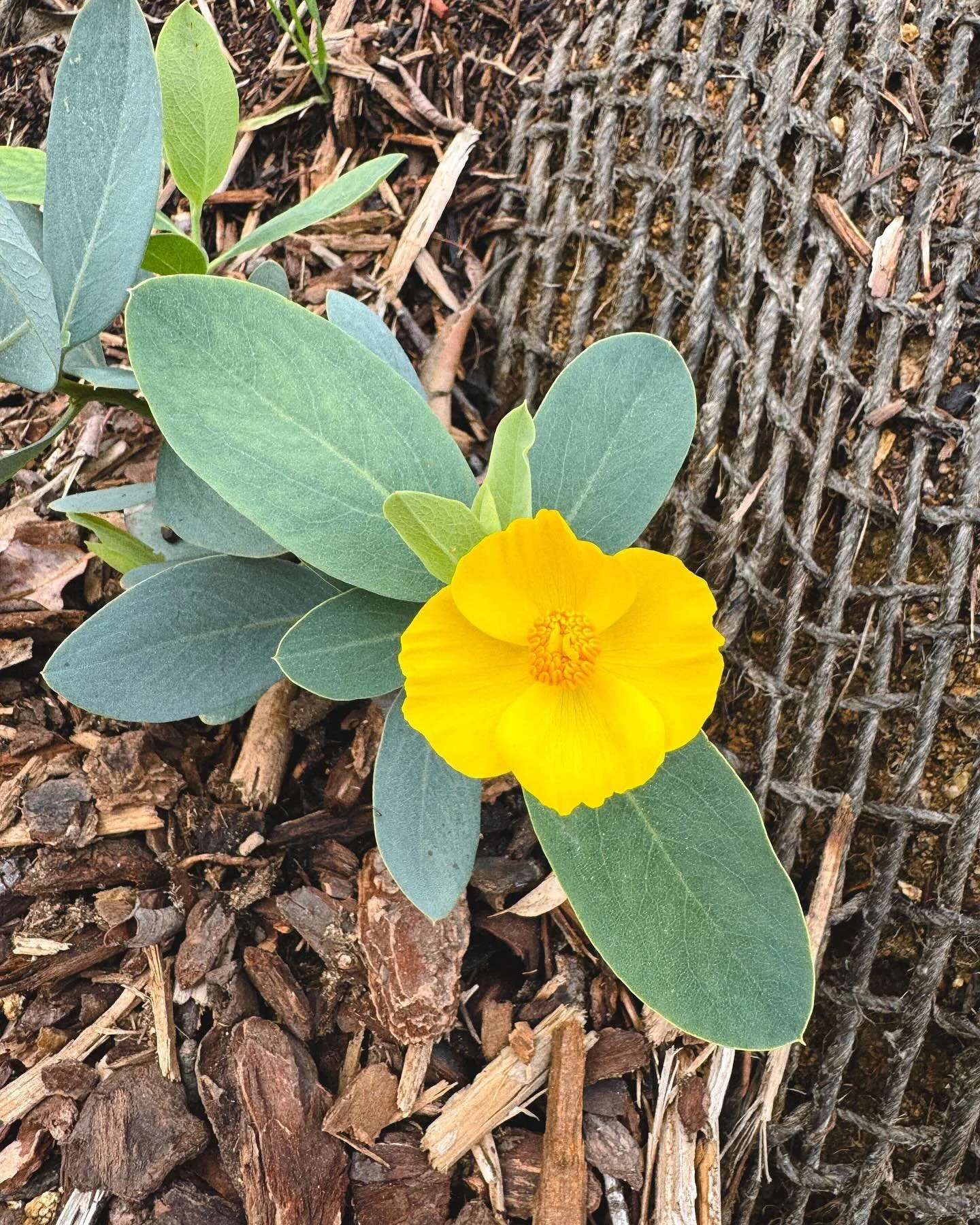 My first bloom on our massive slope and it&rsquo;s from my absolute favorite California native, Dendromecon harfordii (Channel Islands Tree Poppy) !!
.
.
.
#californianativeplants #habitatgardening #californianativegardens #pollinators #erosioncontro