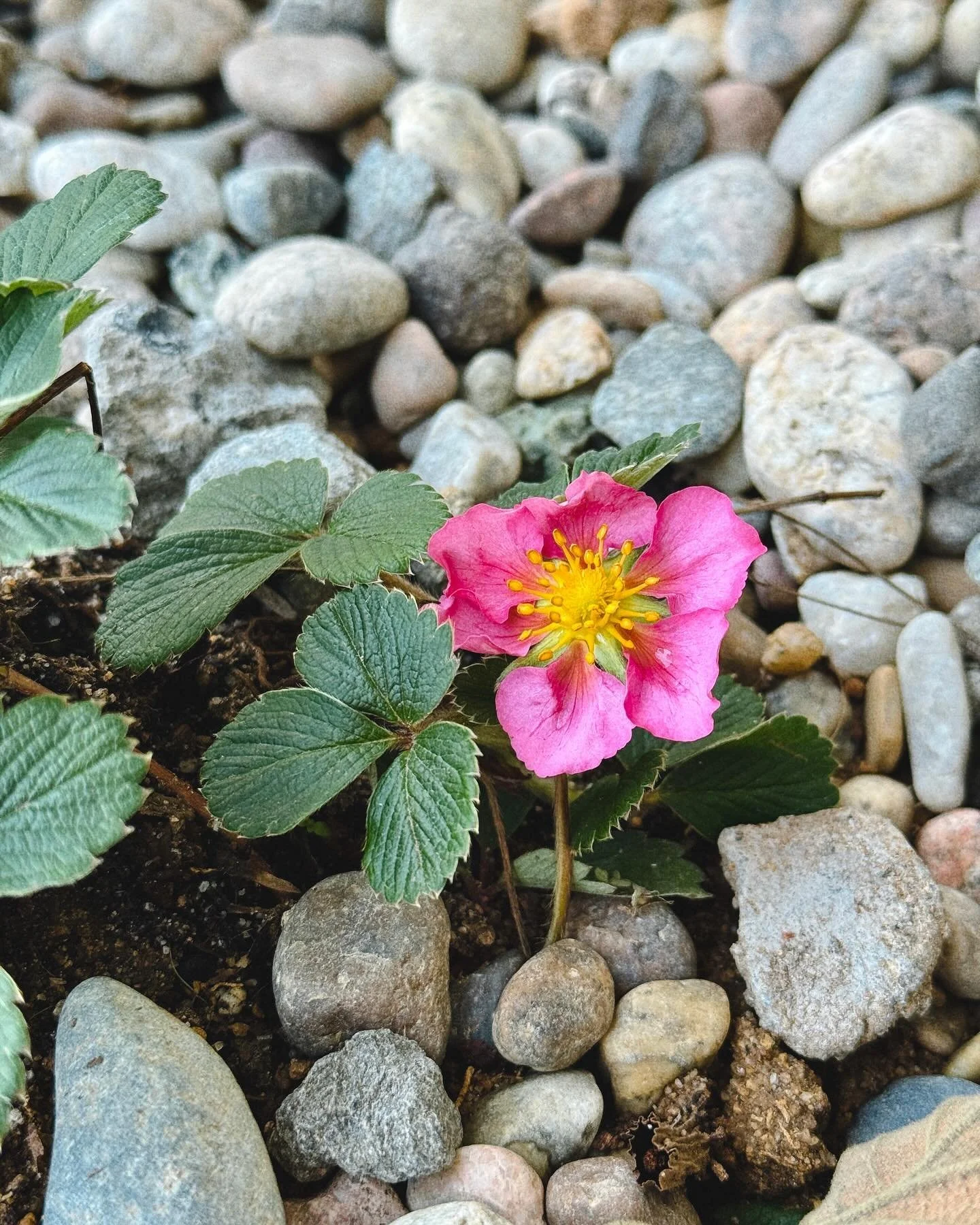 Baby blooms from my baby garden 😍 

1. Fragaria hybrid &lsquo;Pink Panda&rsquo; @grow.native.nursery 
2. Eriophyllum confertiflorum @neelsnursery 
3. Verbena lilacina &lsquo;Paseo Rancho&rsquo; @theodorepayne 

Sourced and planted January 2024
.
.
.