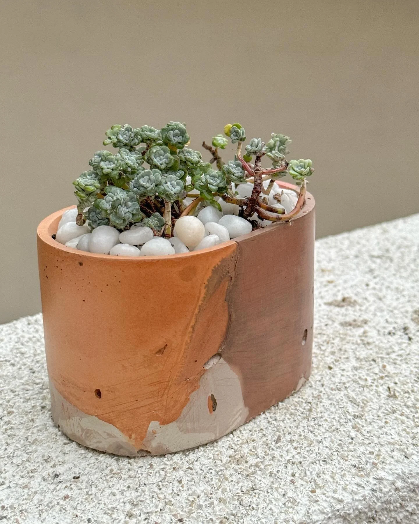 Sedum spathulifolium (Common Stonecrop) is a dense, compact succulent native to western North America from British Columbia to southern California, where it can be found often in shade in many types of rocky habitat in coastal and inland hills and mo