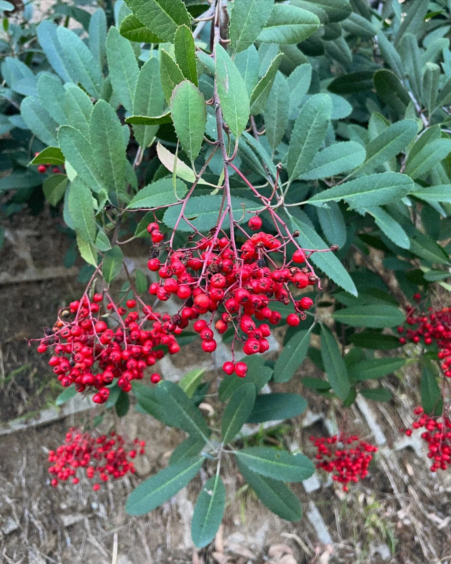 When your #toyon #heteromelesarbutifolia gives berries, you give them to @canativefloraforthefauna to make jam! Then you bake #thumbprintcookies with said #toyonjam . Happy new year from Mami Natives!!!

Orange Cinnamon Toyon Cranberry Preserves Reci