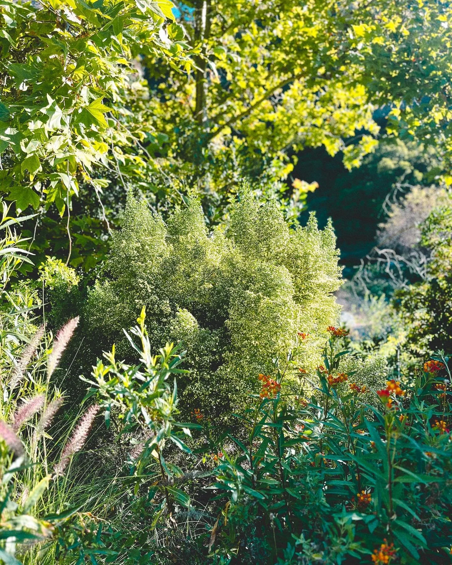 Highlights from yesterday&rsquo;s plant identification walk in the Verdugo Mountains w Terry Huang @intheterrarium 

1. Baccharis pilularis (Coyote Brush) - behind the non-native fountain grass and tropical milkweed, there was this pollinator&rsquo;s