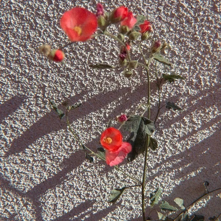 New backyard playground additions! A gorgeous Sphaeralcea ambigua 'Louis Hamilton' (Desert Mallow) from @hahamongnanursery and a tree stump tic tac toe play set I made in collaboration with Abuela @buela1825 🤗 
.
.
.
#californianativeplants #desertm