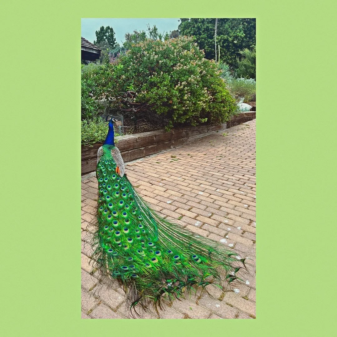 Who doesn&rsquo;t love a photo of a peacock admiring a manzanita?
.
.
.
#californianativeplants #peacock #manzanita