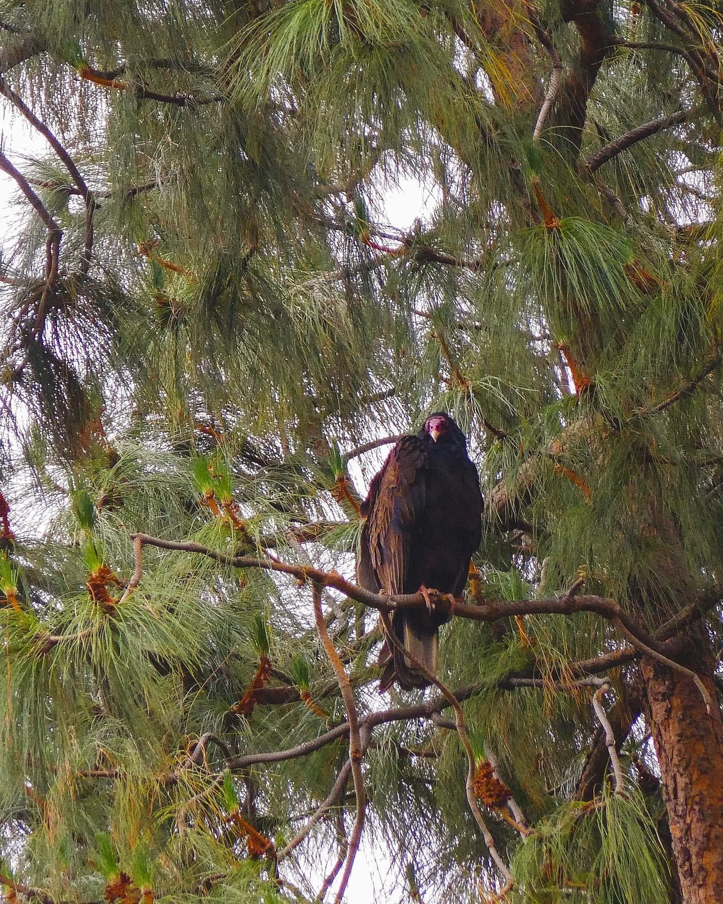 Scenes from Wednesday&rsquo;s &ldquo;Birding in the Garden: An Experiential Walk and Talk with Diego Blanco&rdquo; @theodorepayne 

I have zero experience in bird watching and thought it&rsquo;d be fun to dabble&hellip;

1. Turkey Vulture
2. Diego in