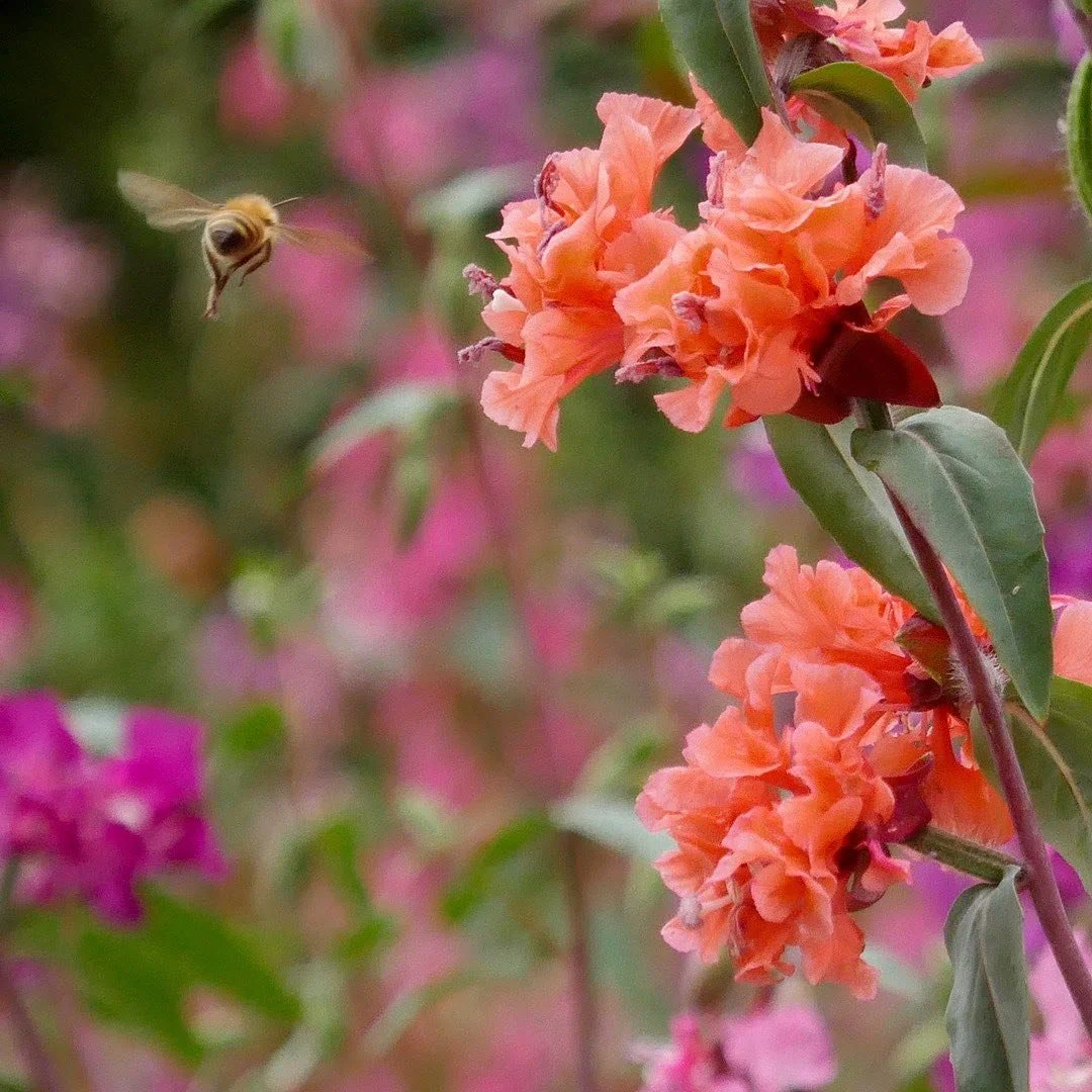 Clarkia unguiculata (elegant clarkia) showing off for the Anthophora californica (California digger bees)!

Two @theodorepayne seed packets sown in January 2023

This plant is endemic to California! Originally native to the central California coast a