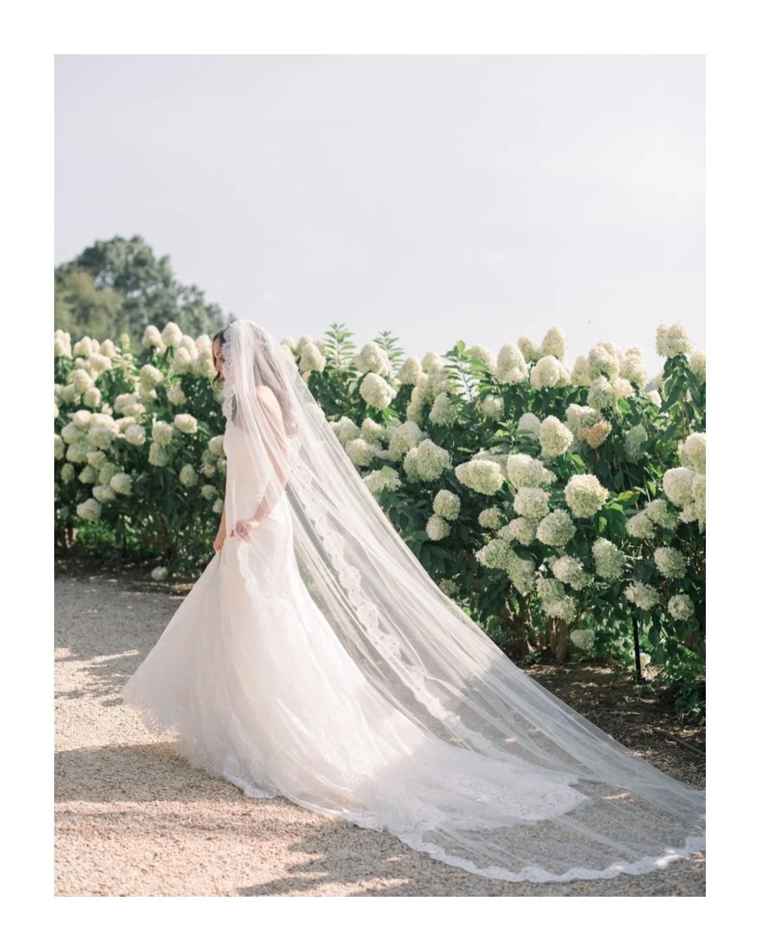 Romantic Summer Wedding at a Farm &amp; Vineyard Venue in Virginia