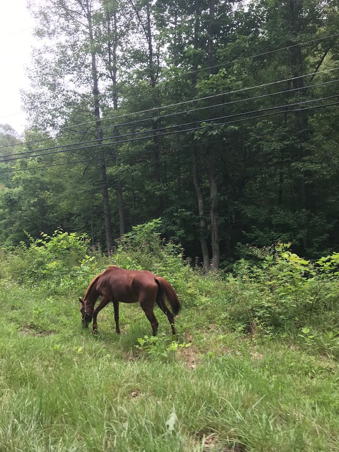 Beauty of Buckhorn