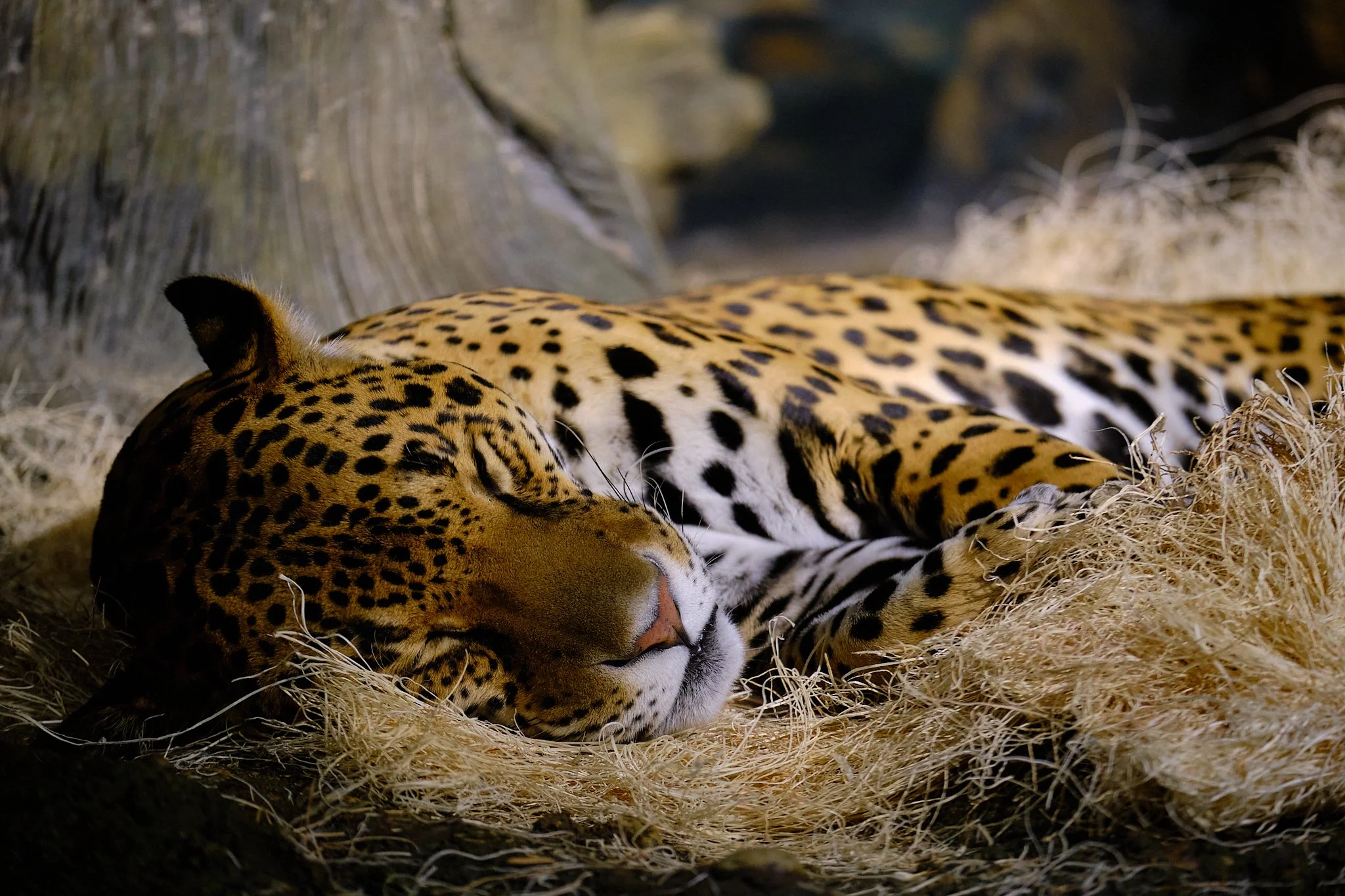 DSCF1761.jpg
