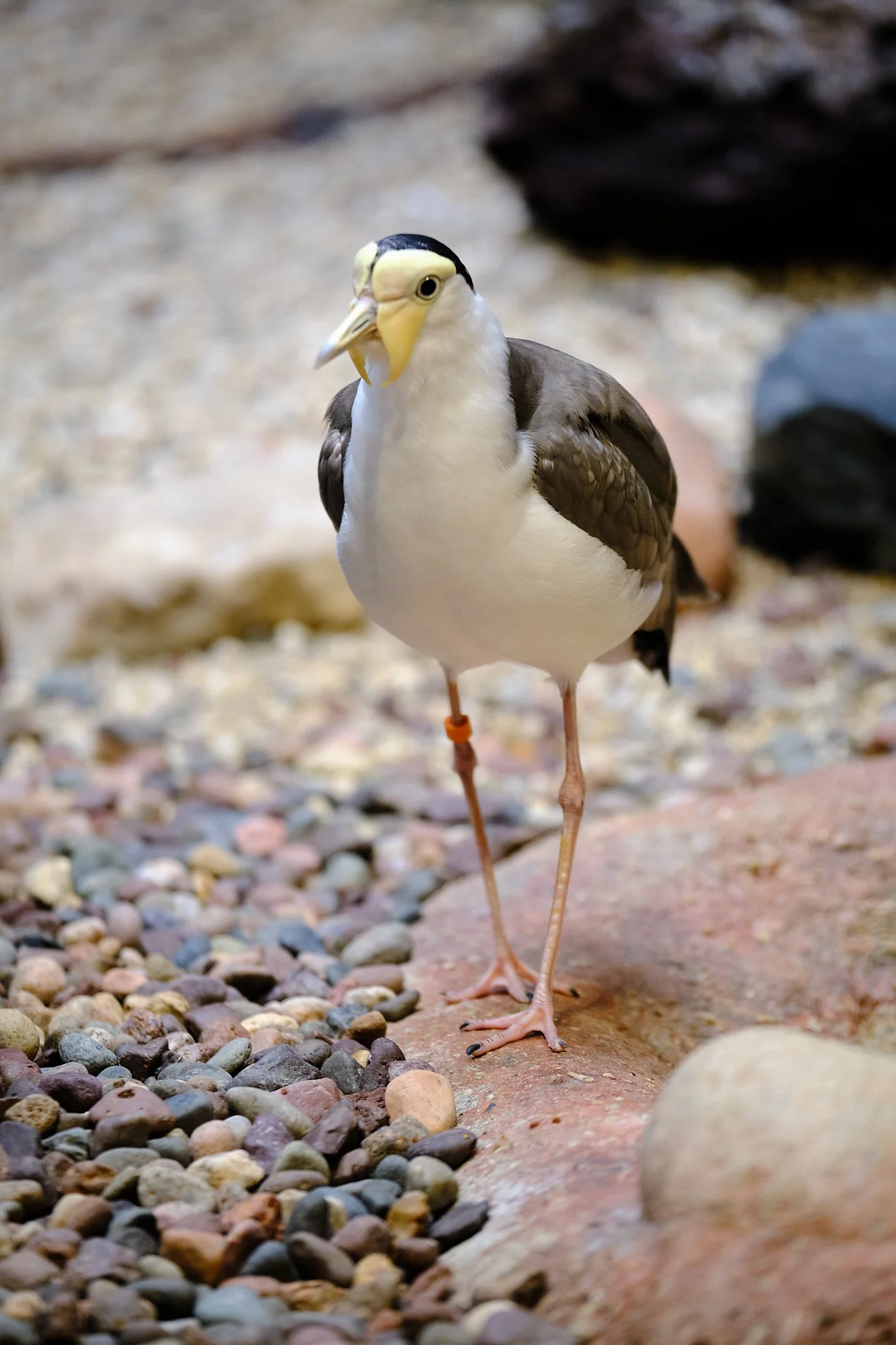 DSCF2214.jpg