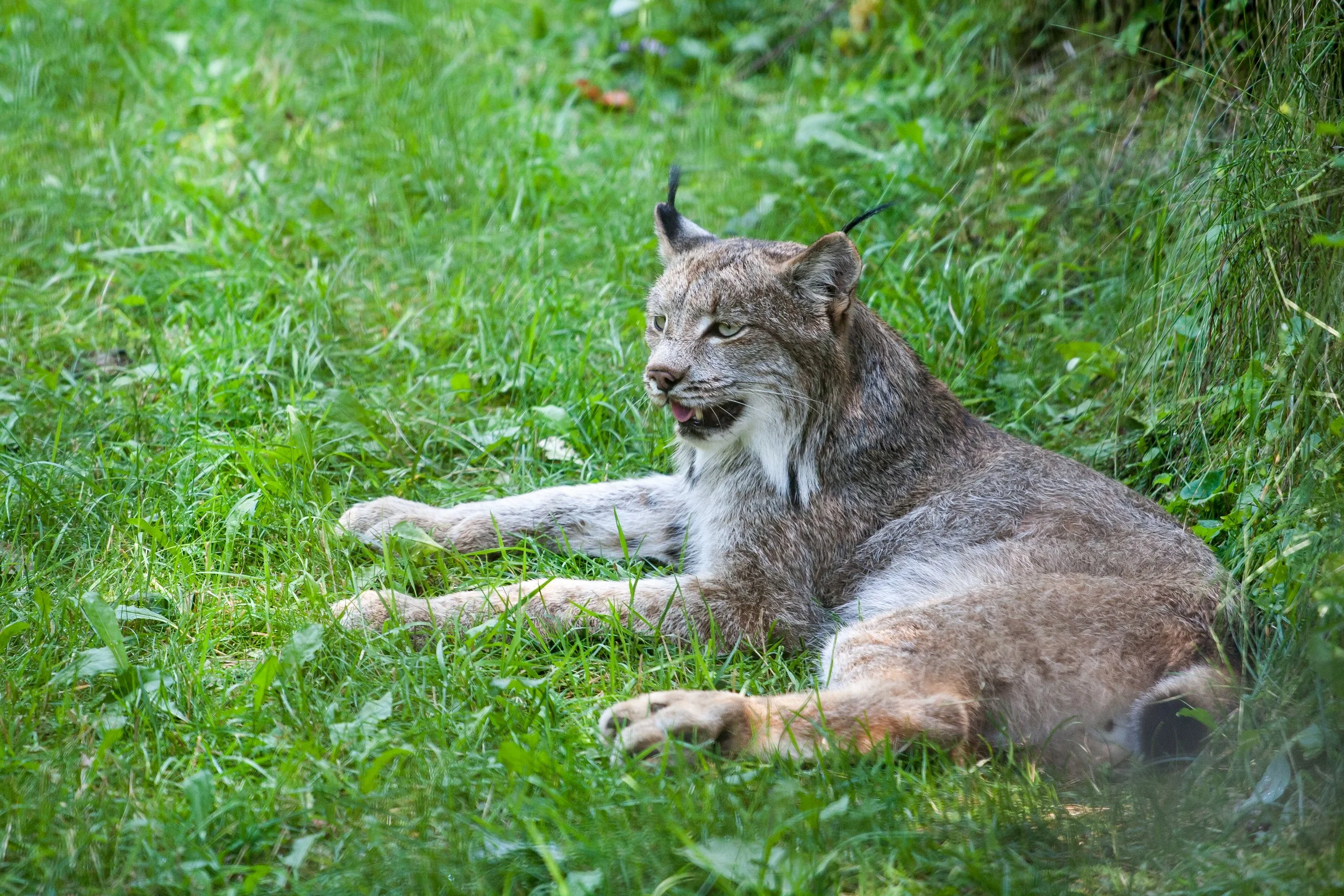 Zoo-34.jpg