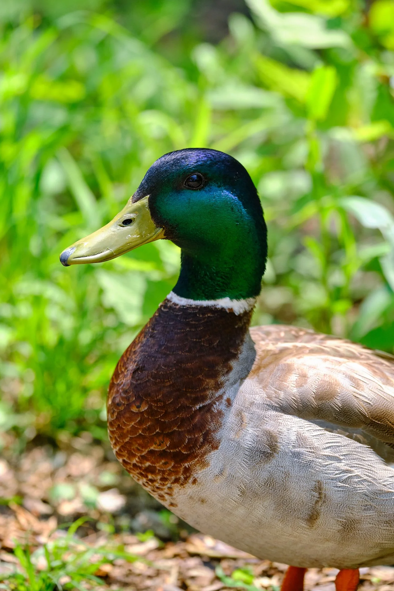 Montrose Bird Sanctuary-053.jpg
