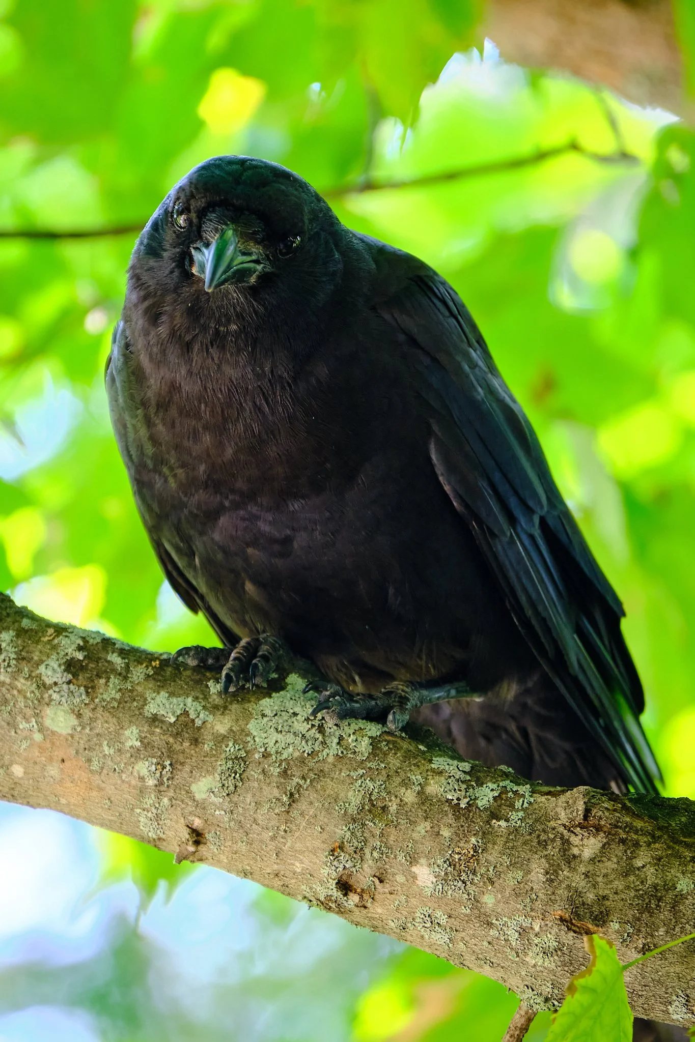 Mackinac Bird019.jpg
