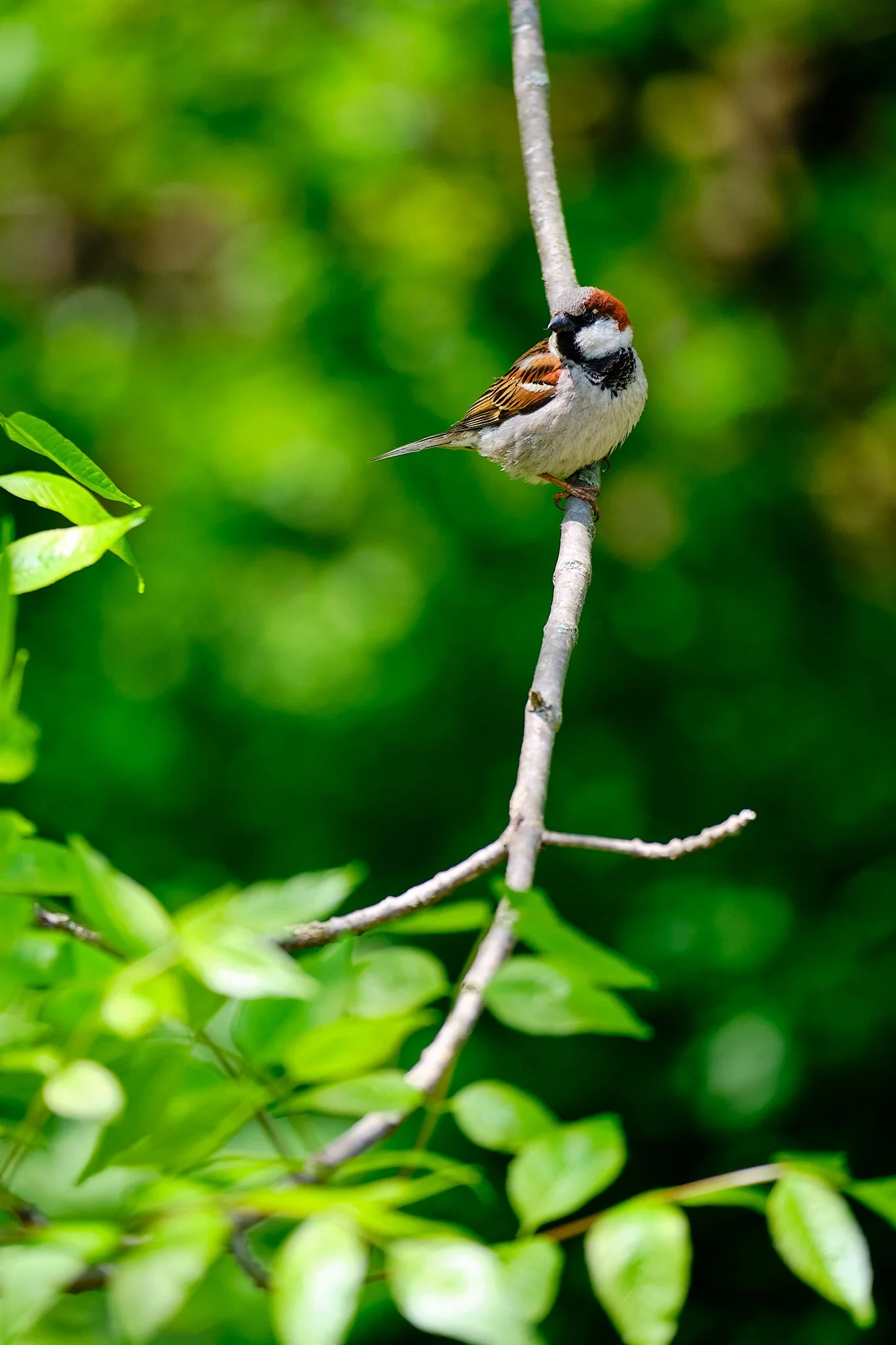 Montrose Bird Sanctuary-043.jpg