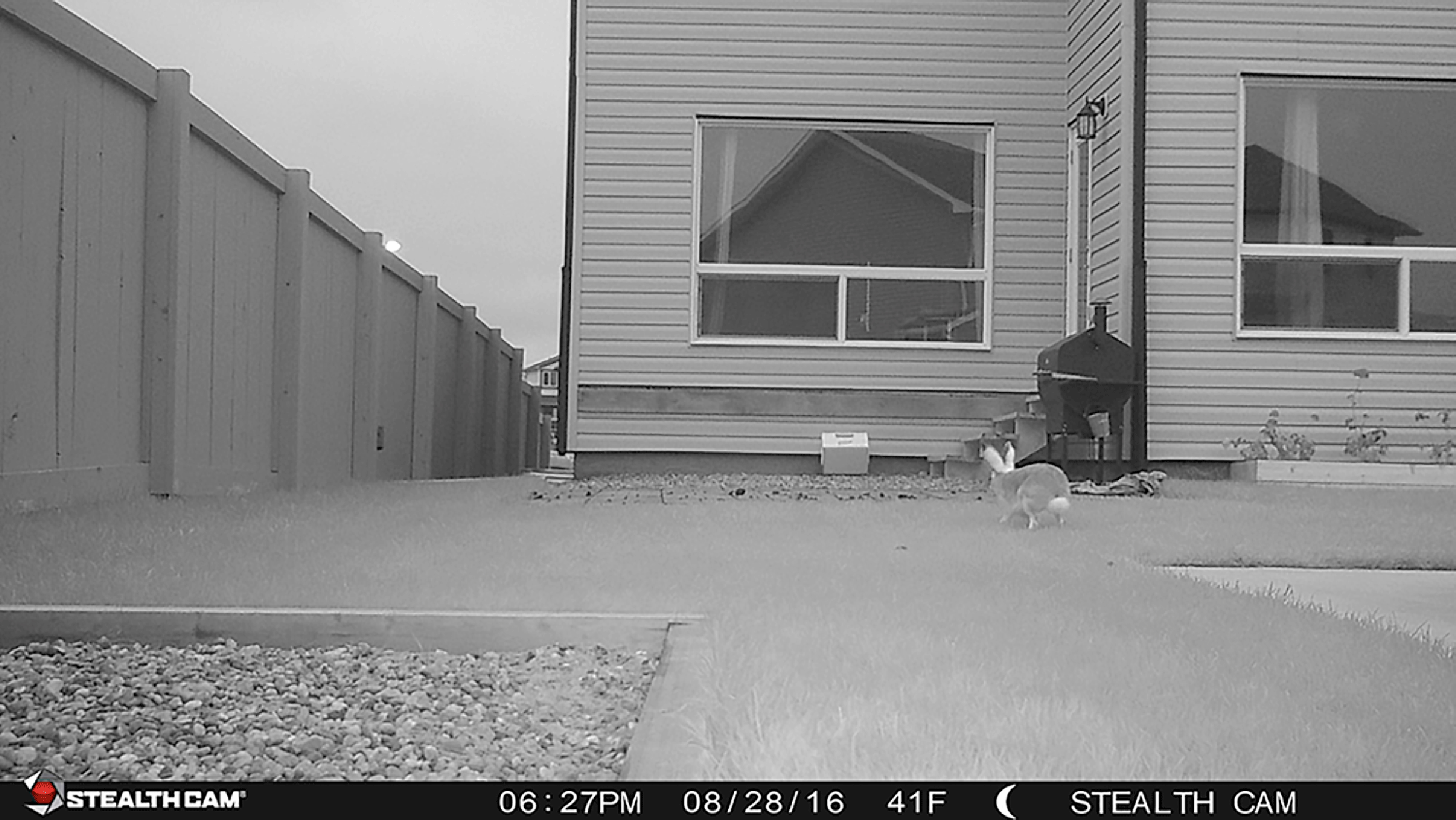 bunny.gif