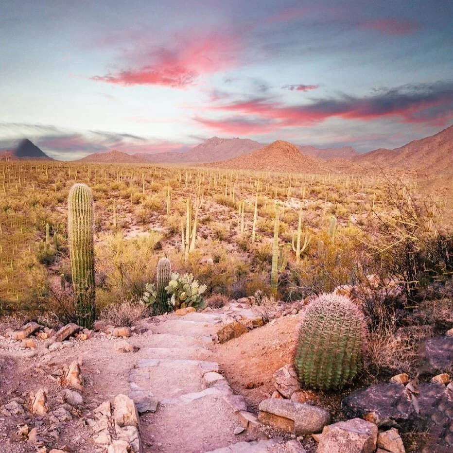 🏜🌵 

The desert is a vital biome, making up a fifth of the earth&rsquo;s surface! While there are fewer species in these dry climates, they contribute to the balance of our ecosystems, which means keeping our desert lands healthy is very important. #sustainabledesert #sustainabletravel 

Photo credit: @humminglion 

#visitarizona #roamtheplanet #seearizona #igsouthwest #visittucson #flashesofdelight #tellon #saguaronationalpark #desert #sunset