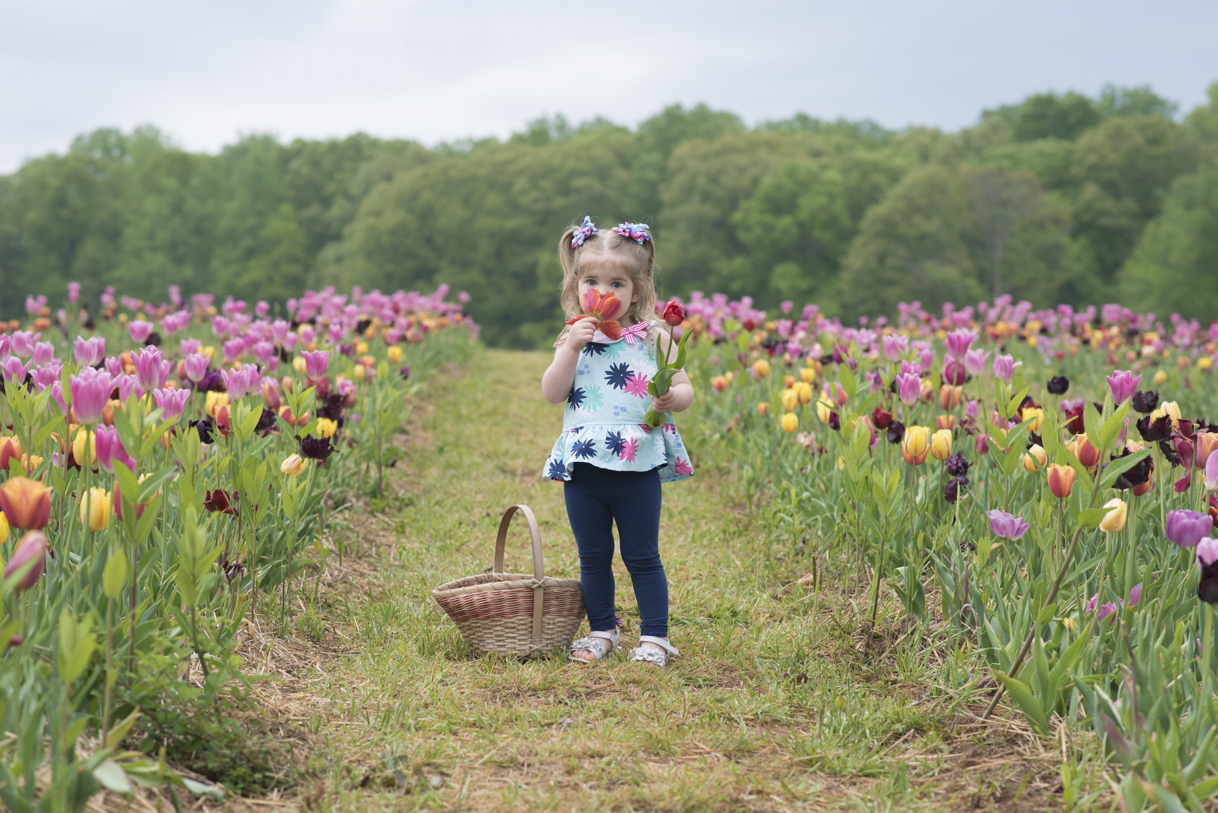 tulip12.jpg