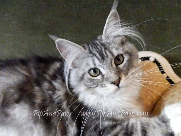 SOLD - Silver Maine Coon Female. WOW!