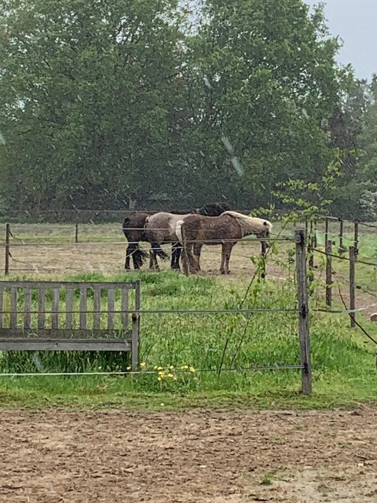Wat de paarden mij lieten zien
