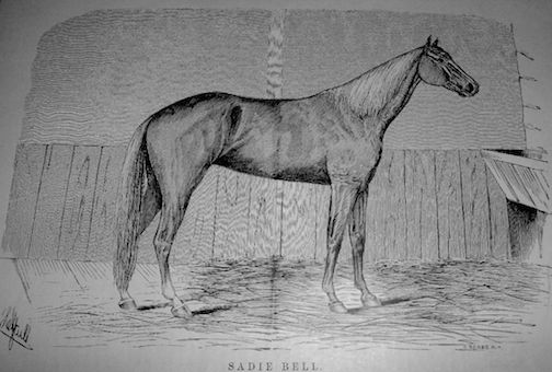 Sadie Bell, a four-year old record-holder from Virginia, was one of the most popular horses at Scheutzen Park and other Delaware tracks.
