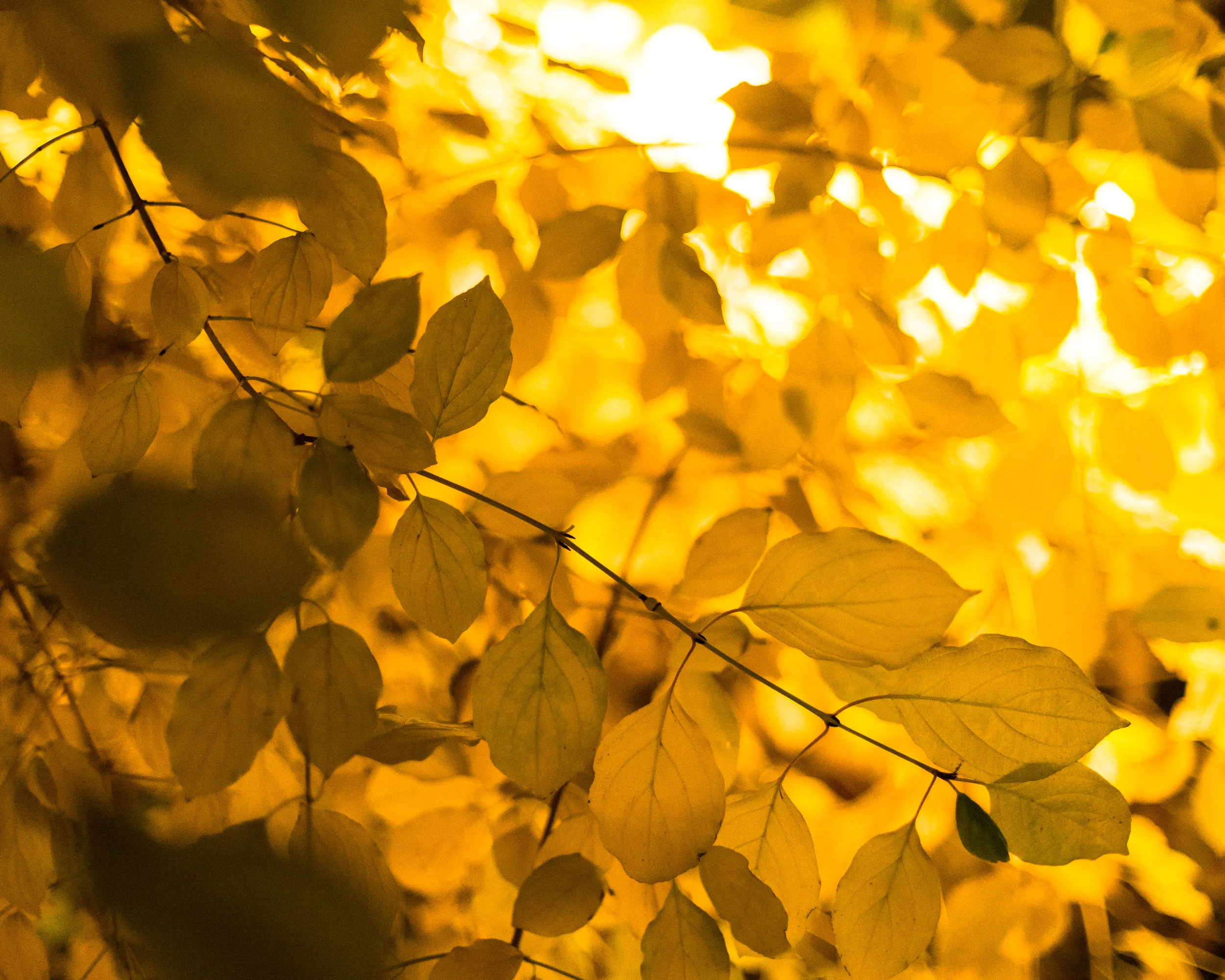20161013_NYC-High-Line-122.jpg