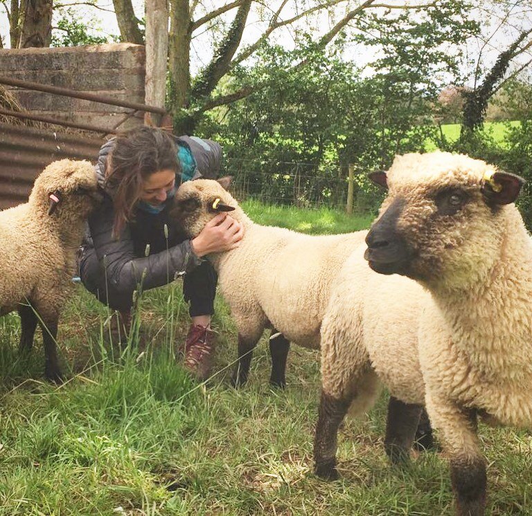 We let the lambs wean themselves from their mothers naturally and it&rsquo;s worked really well. They seemed very happy this morning when we moved them all up to the orchard in Cadbury to start eating down the lush grass