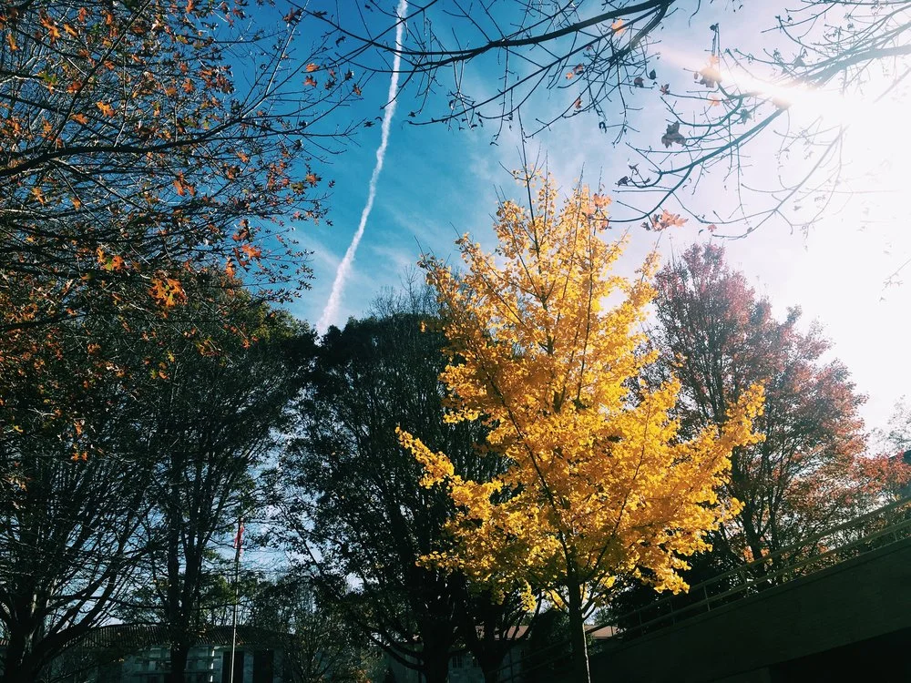 Campus, Fall 2015