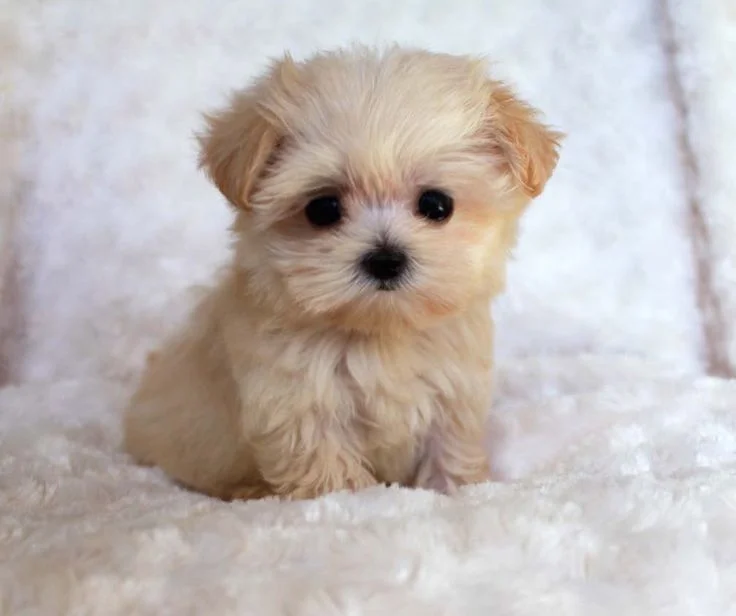 Very cute puppy