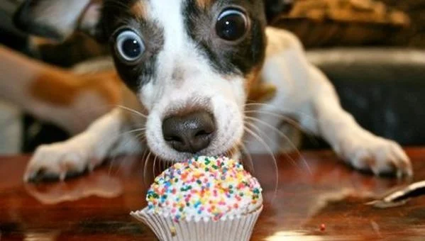 dog-candy-junk-food-599x340.jpg