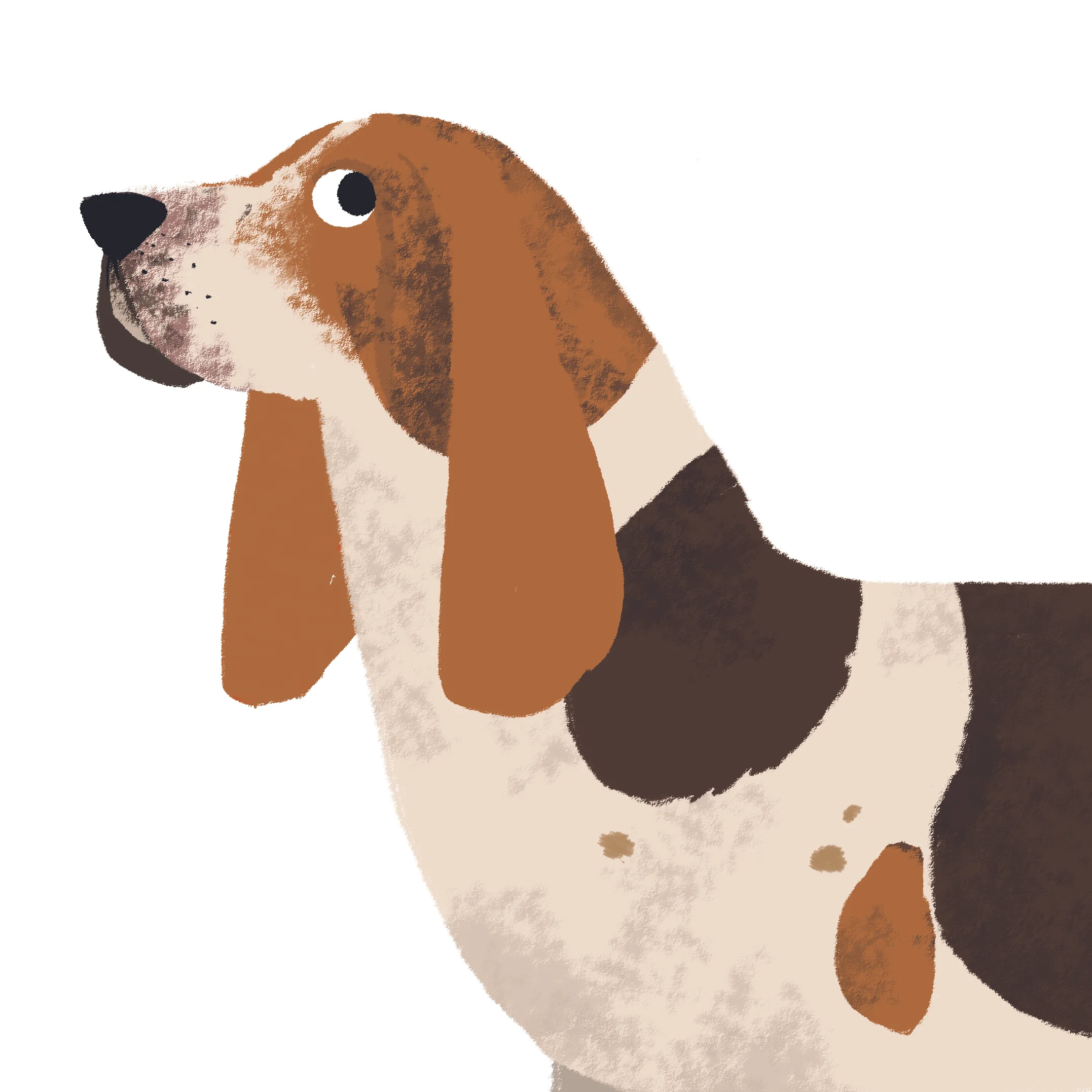 basset hound instagram.jpg