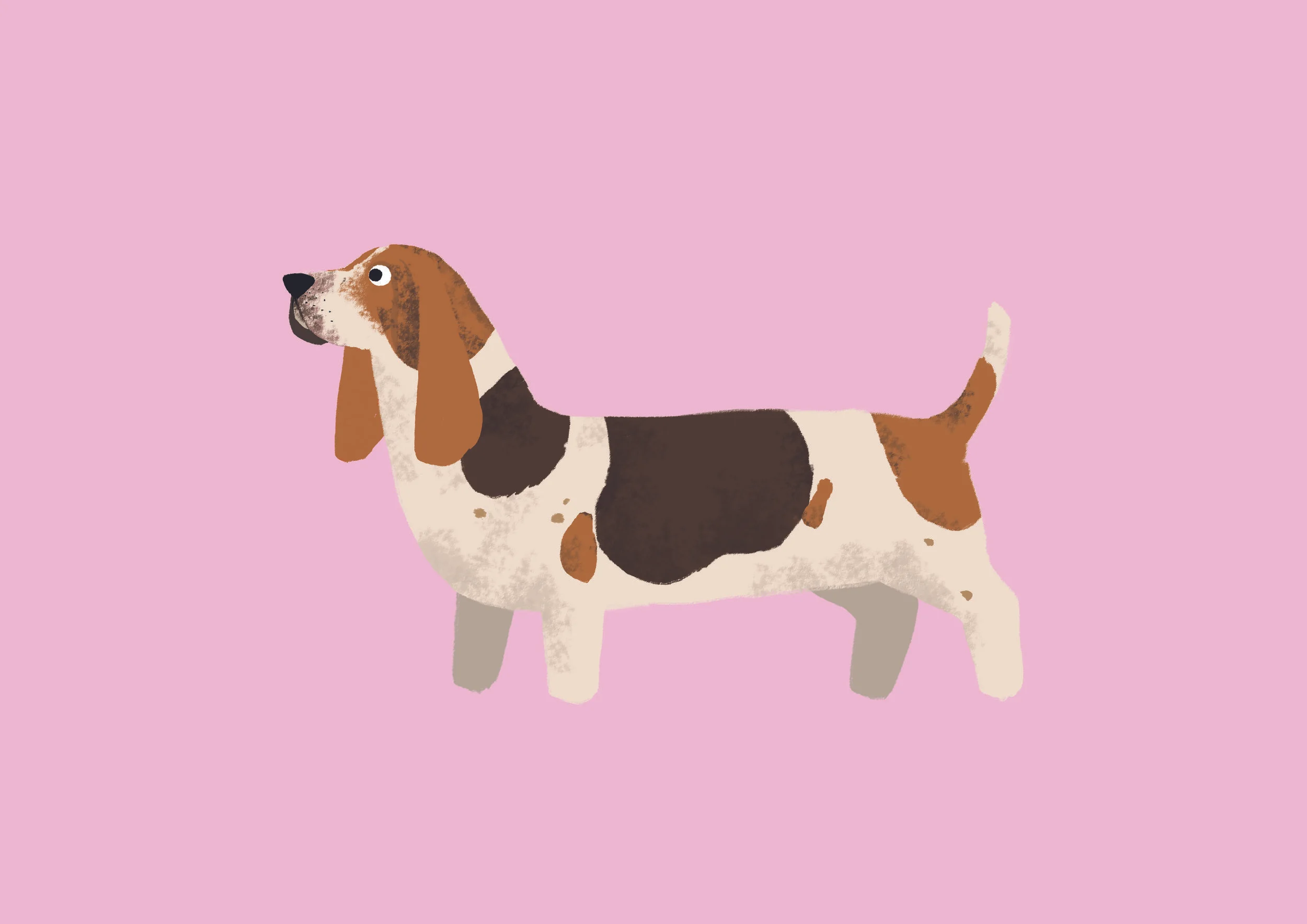 basset hound3 2.jpg