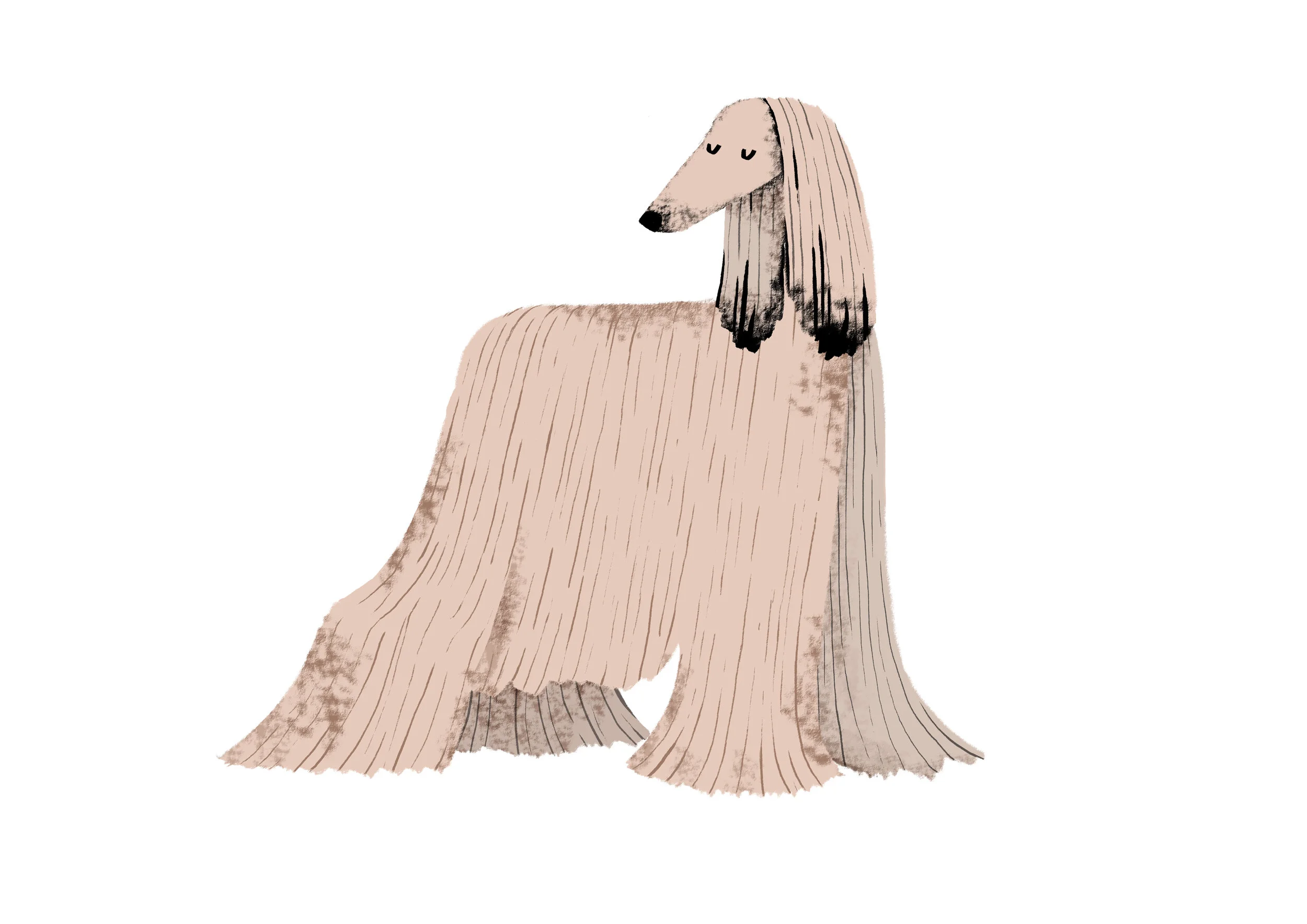 afghan hound.jpg