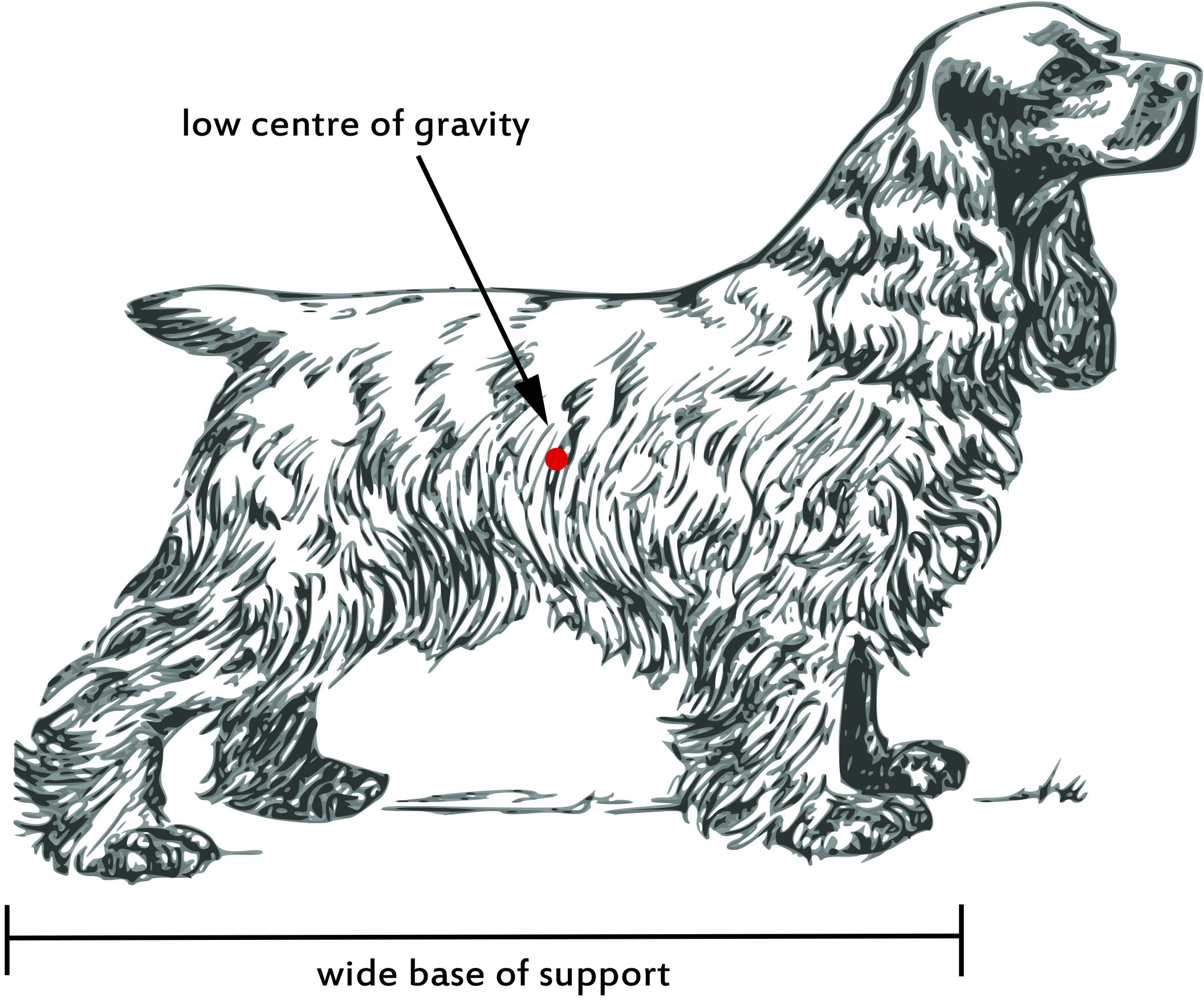 Low-centre of gravity - Dr. Cockwill and Dr. Franchesca Lee, Courtenay, Campbell River