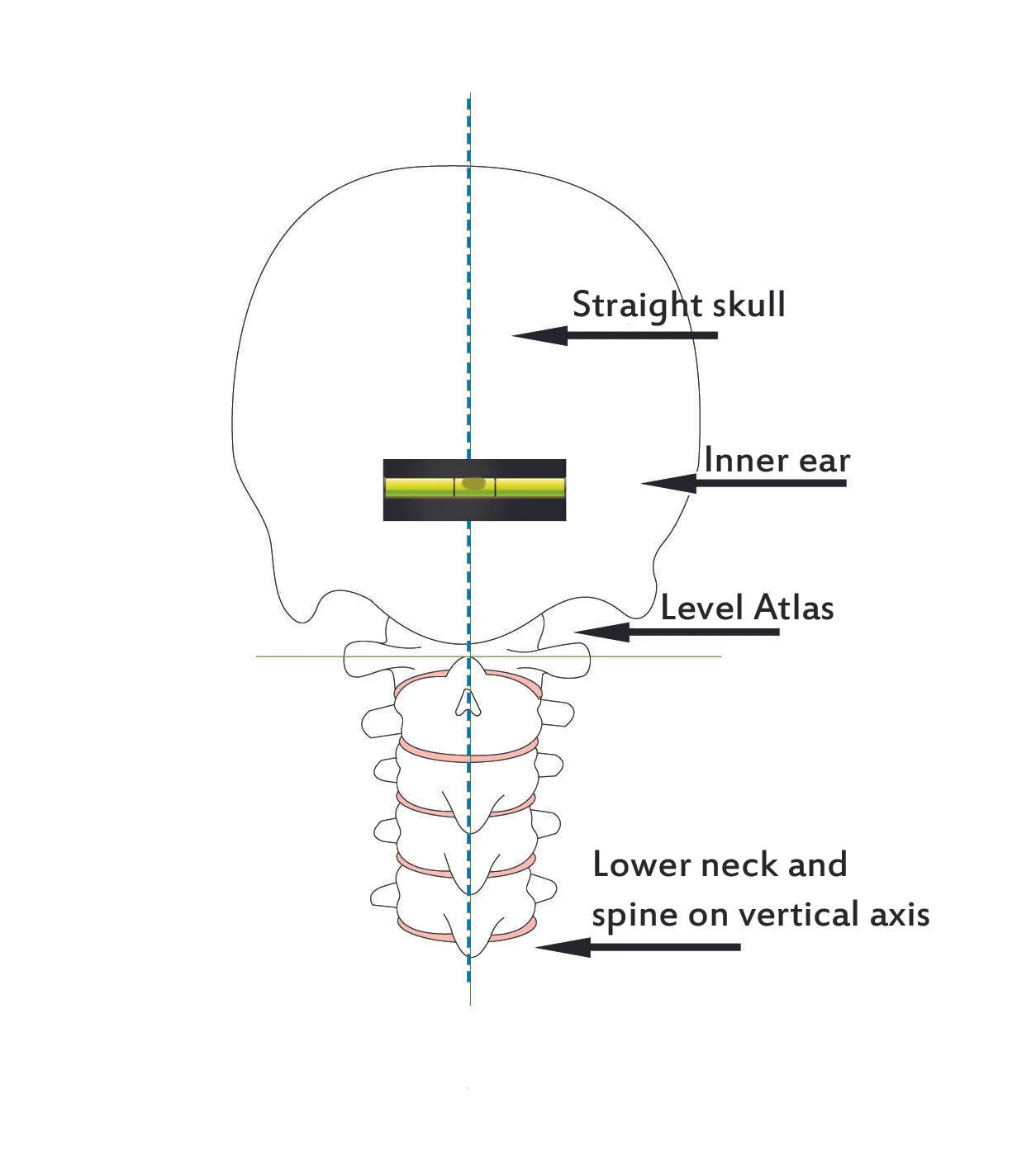 Lower neck and spine on vertical axis - Straight Spine Chiropractic, Courtenay and Campbell River