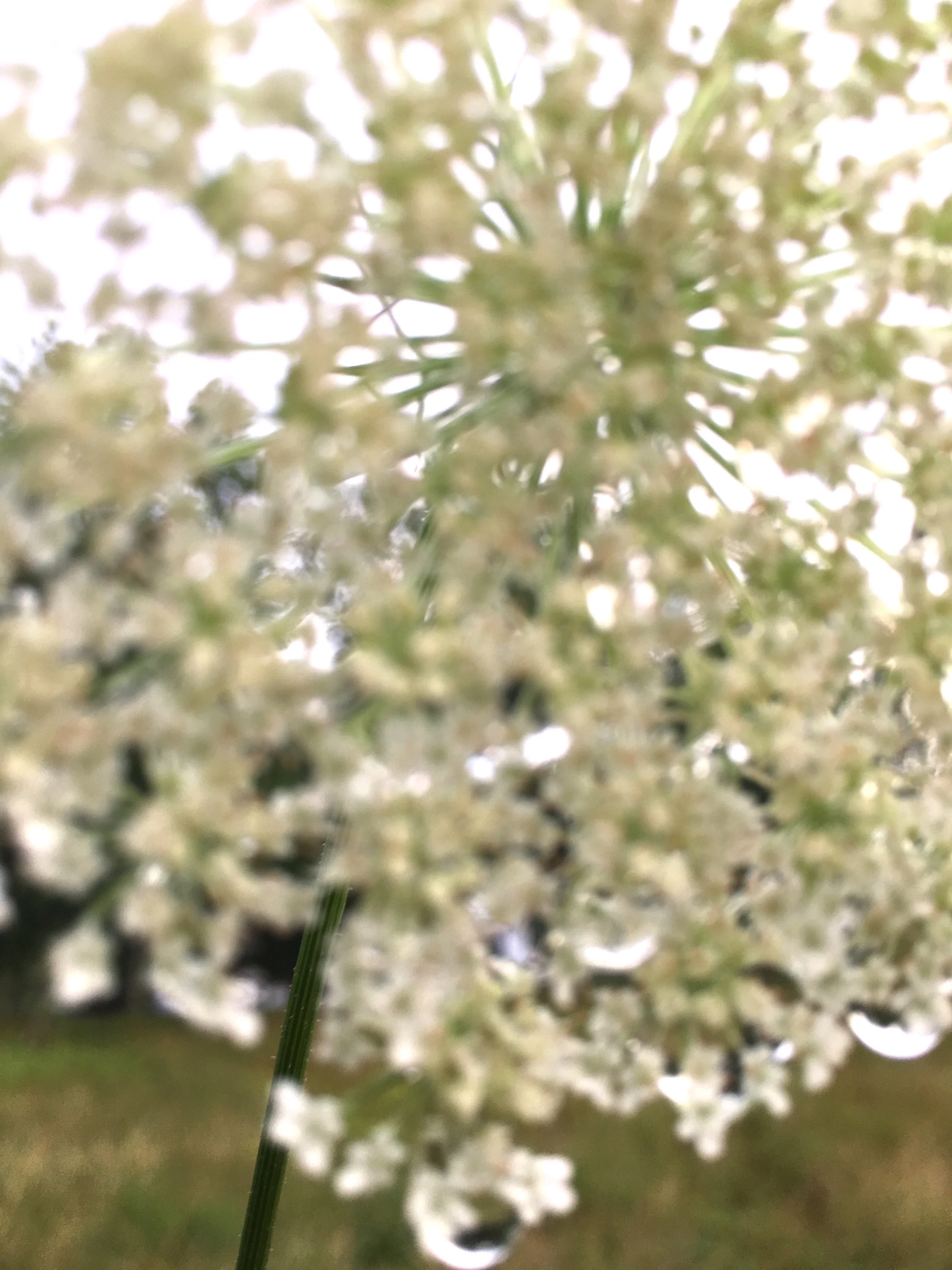 fieldflower.jpg