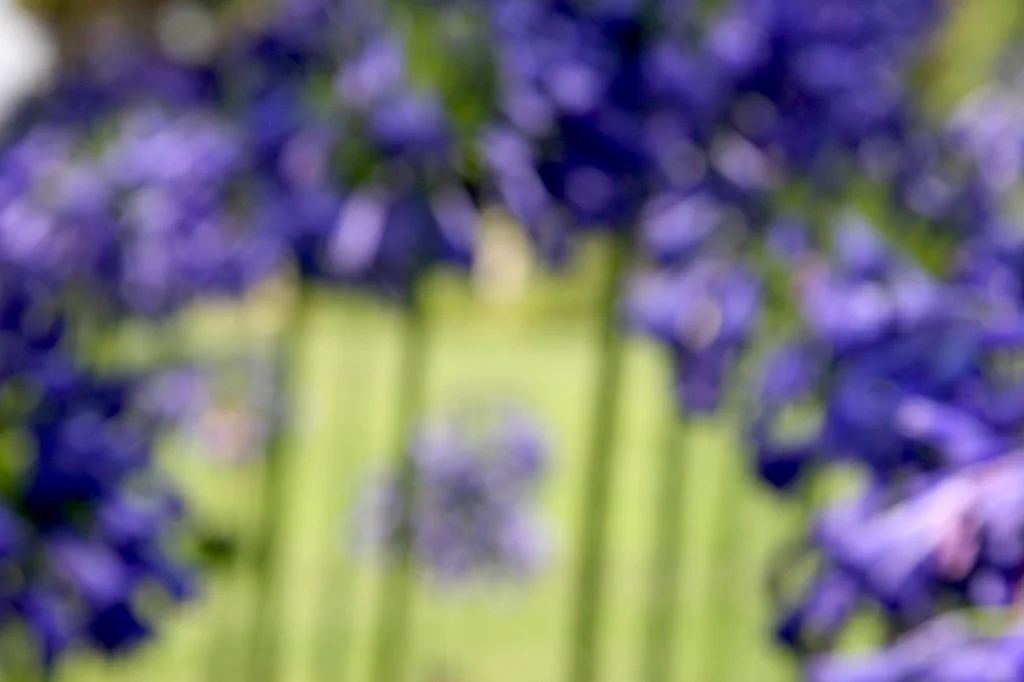 purpleflower.jpg