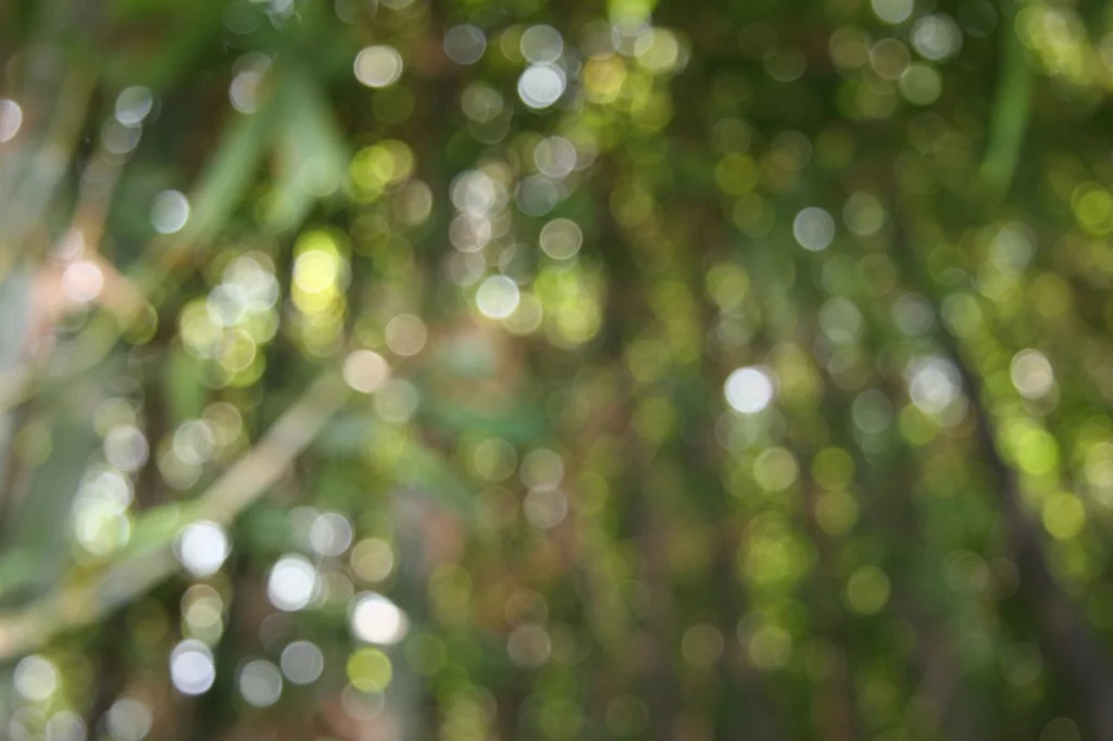 bamboo.jpg