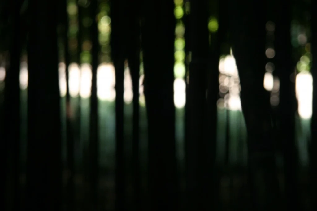 shadowybamboo.jpg