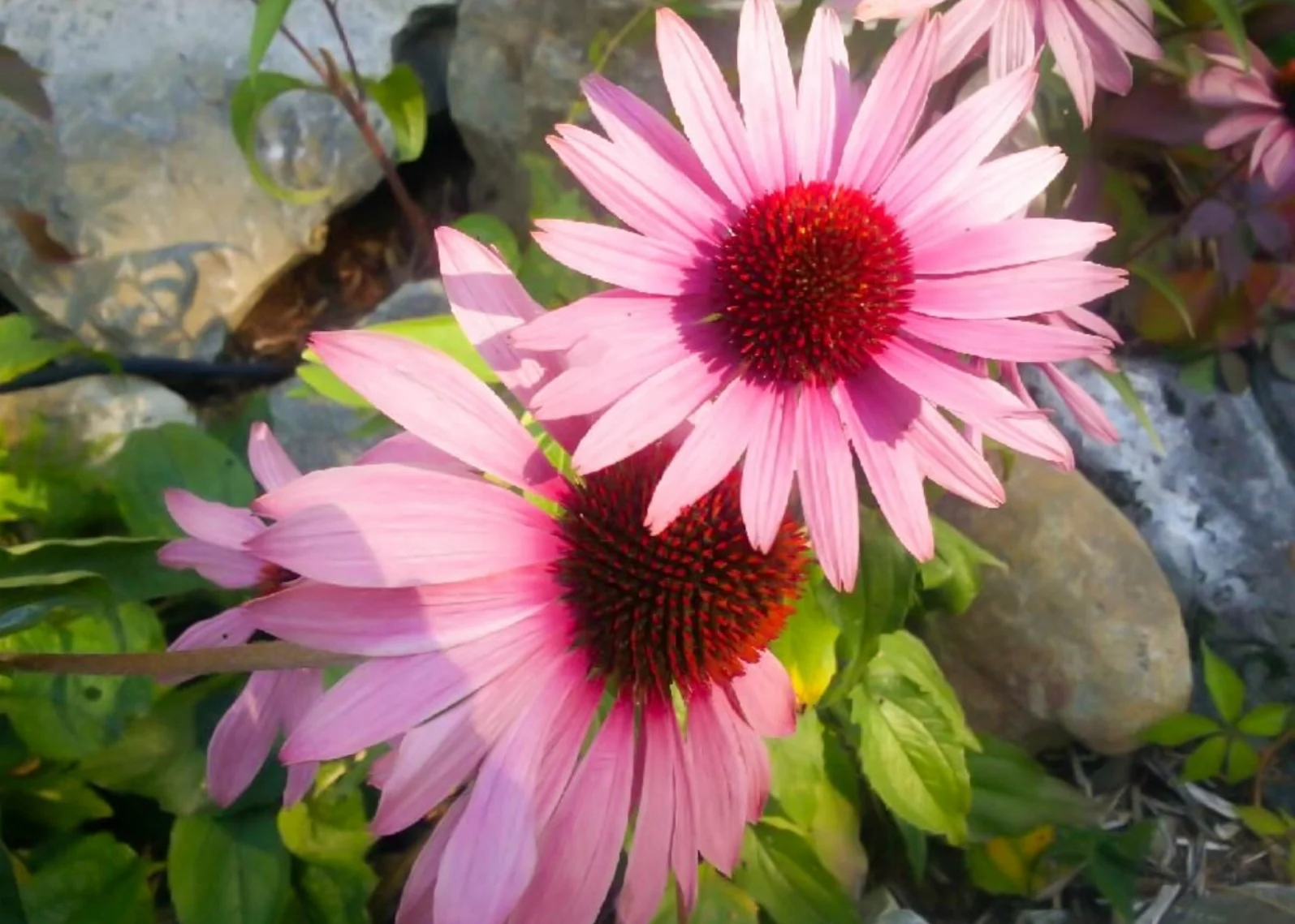 gerbers in later autumn sun.jpg