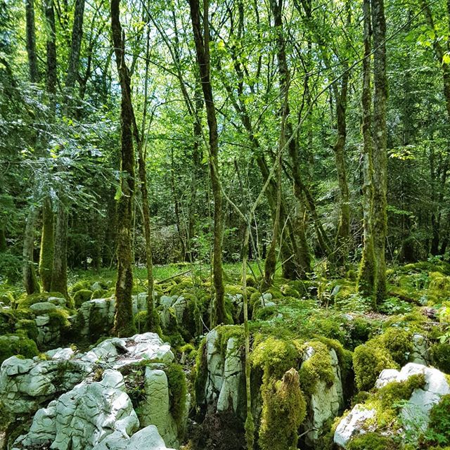 Beautiful forests in #Besain, where the #limestone rock has eroded to leave behind moss-covered lumps and all sorts of cracks,  crevices,  caves and gorges. #karst #karstic #sentierkarstique #boisdebesain #jura #forest #bois #green #moss