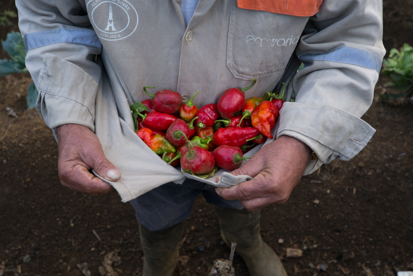 FUNDACIÓN LAS GOLONDRINAS - FARMING